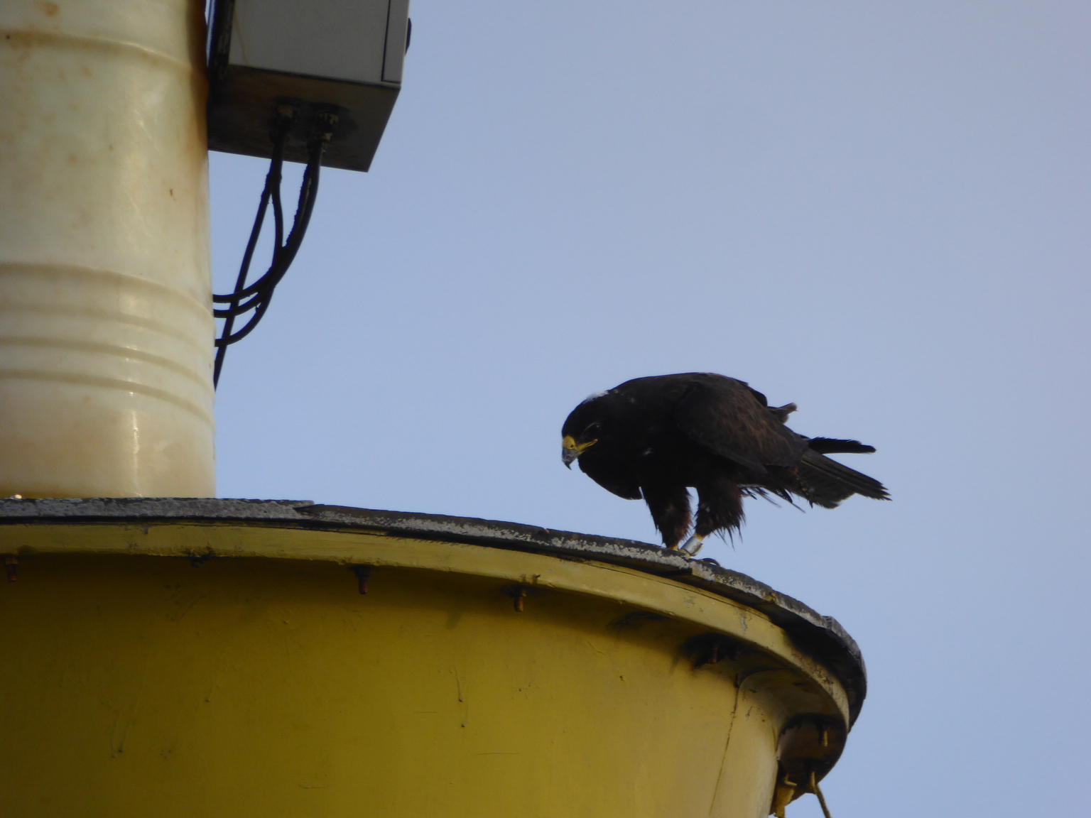 Galapagos Hawk.