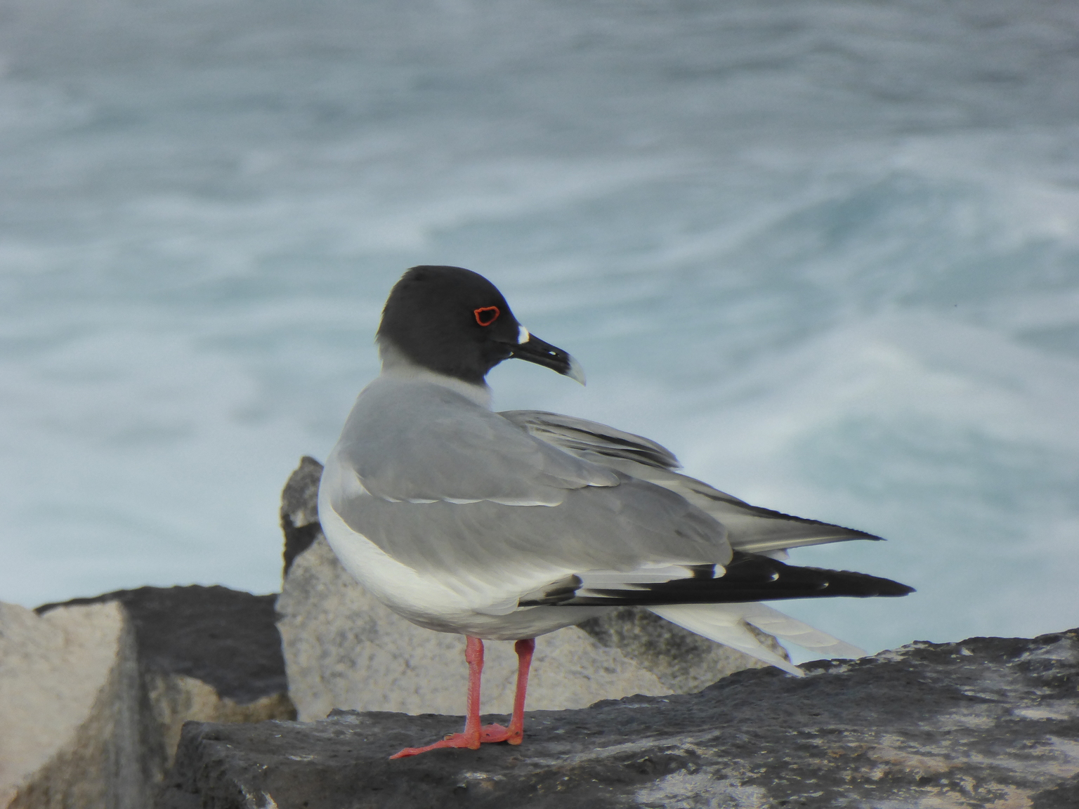Swallow-tailed gull.