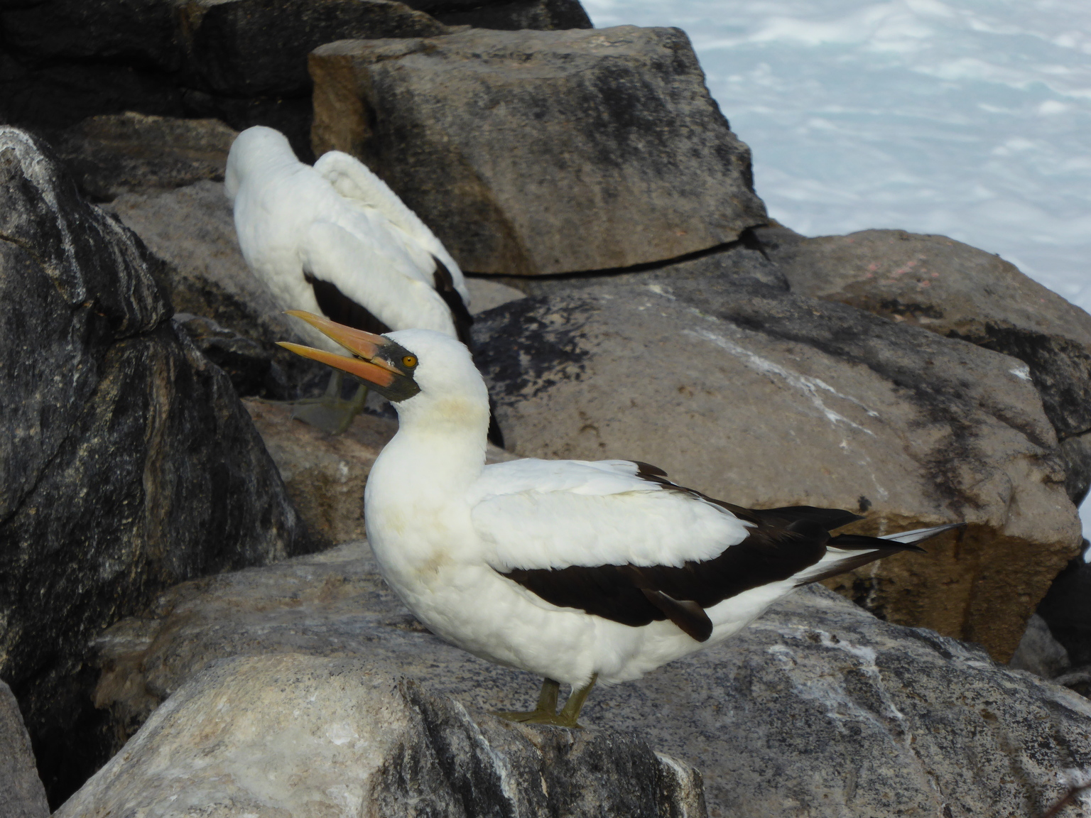 Nazca booby.