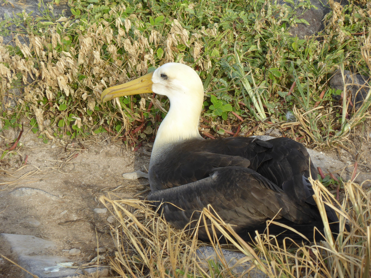 Wave Albatross.