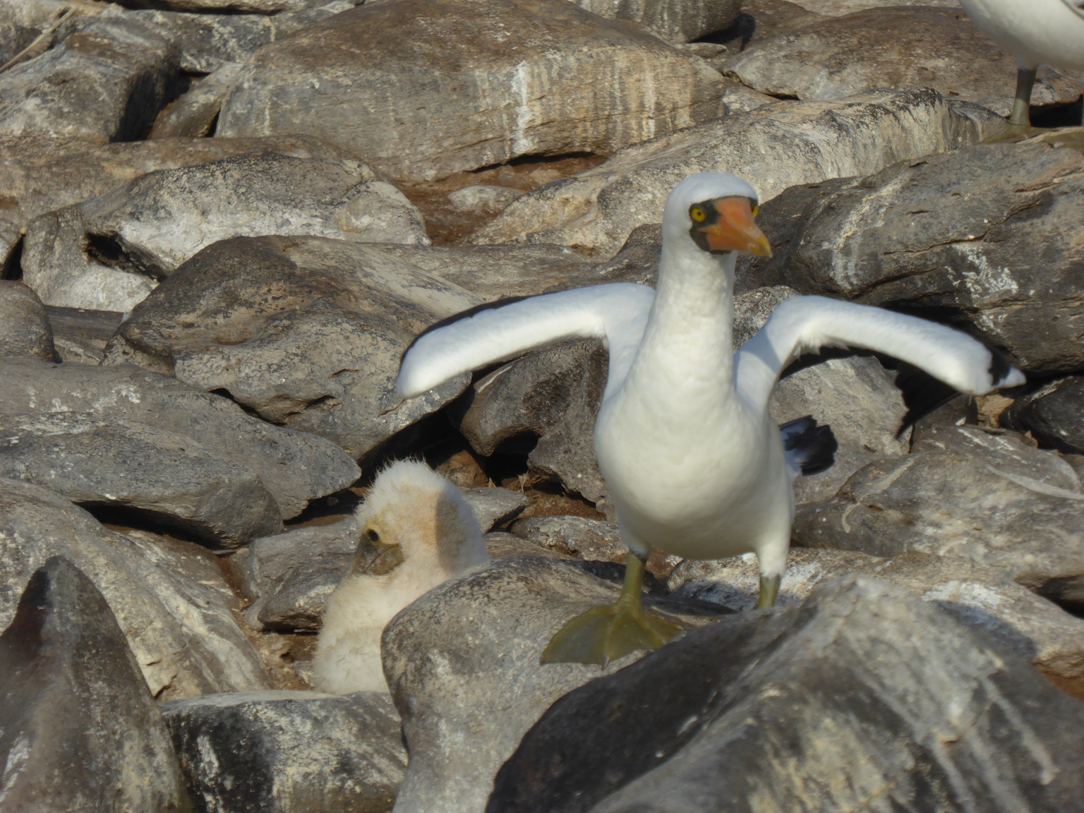 Nazca booby with a chick.