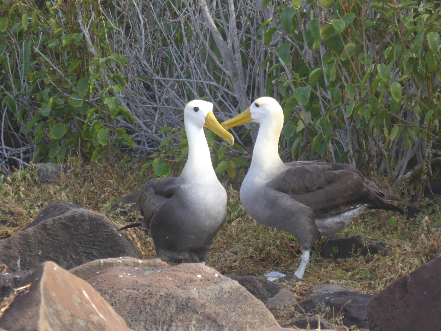 Wave albatrosses doing their mating dance.