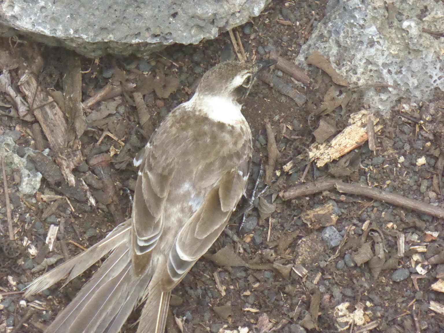 Galapagos Mockingbird I think?