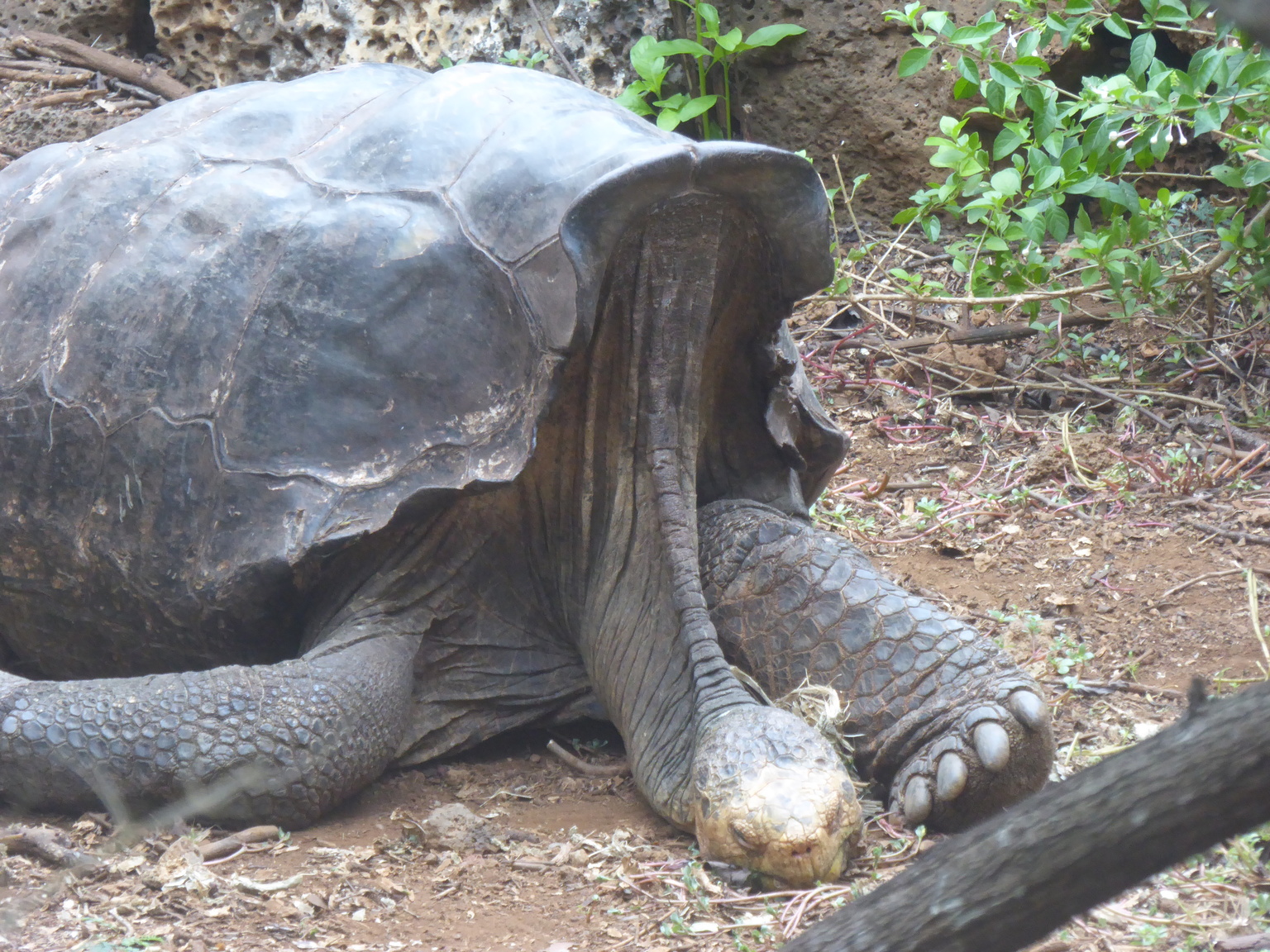 Saddleback Tortoise.