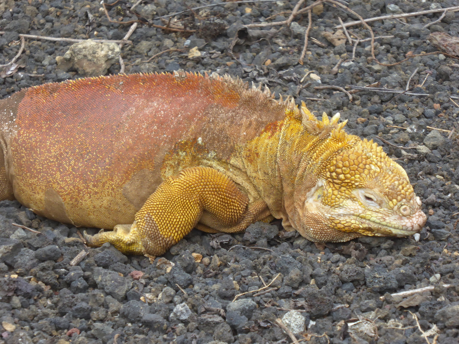 Land Iguana.