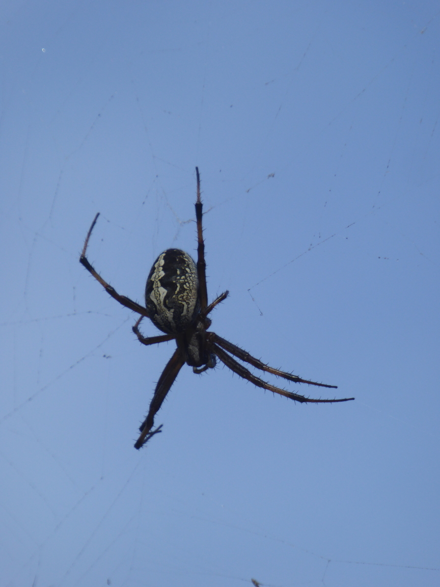 Big-ass orb spider!