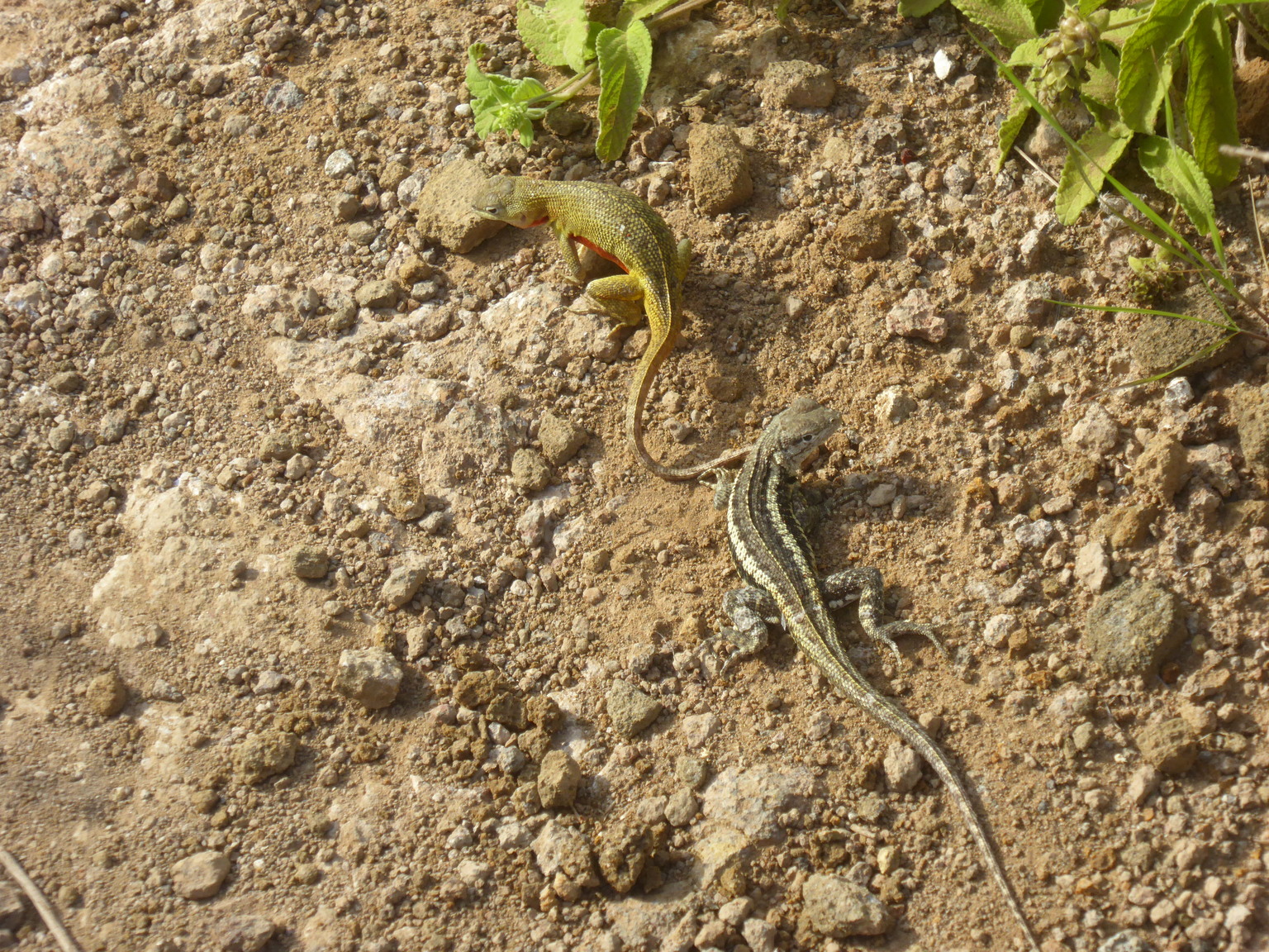 Lava lizards mating I think?