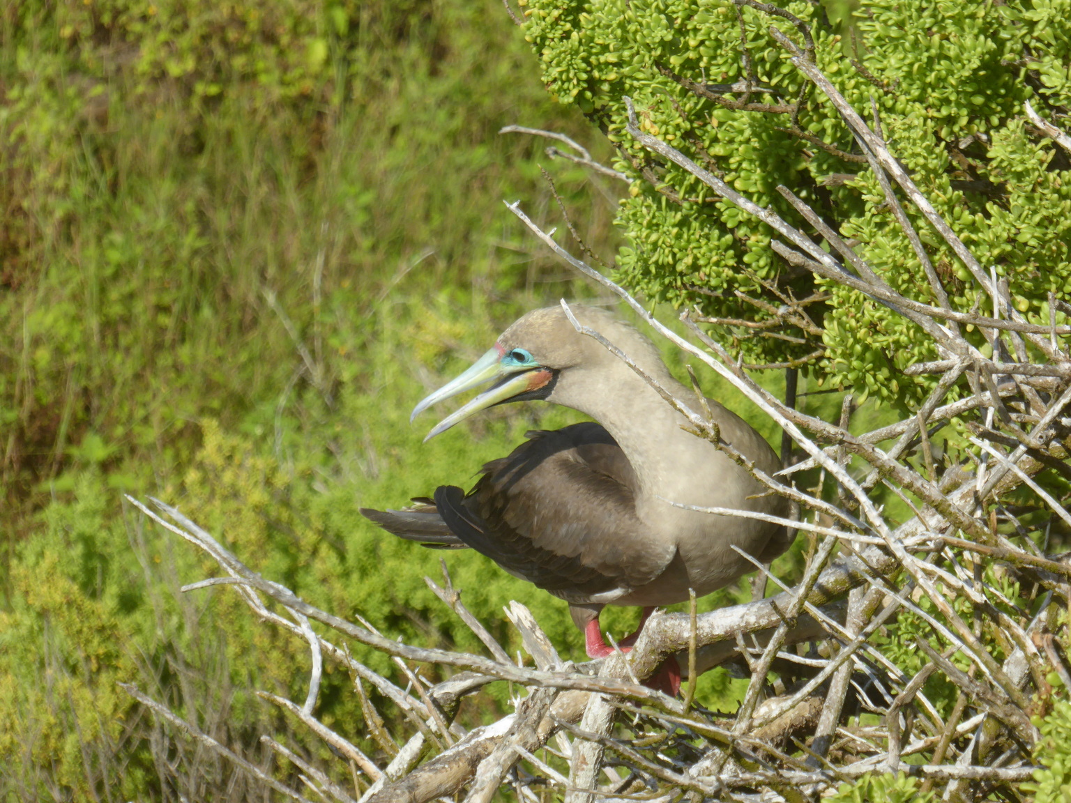 Red-footed Booby. The only species of booby that can perch in trees.