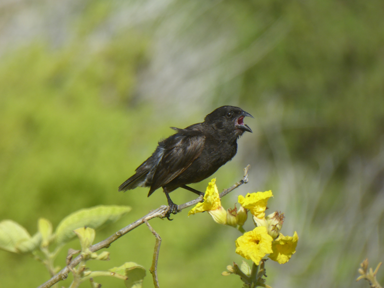 One of the infamous Darwin's Finches, which lead to the theory of evolution.