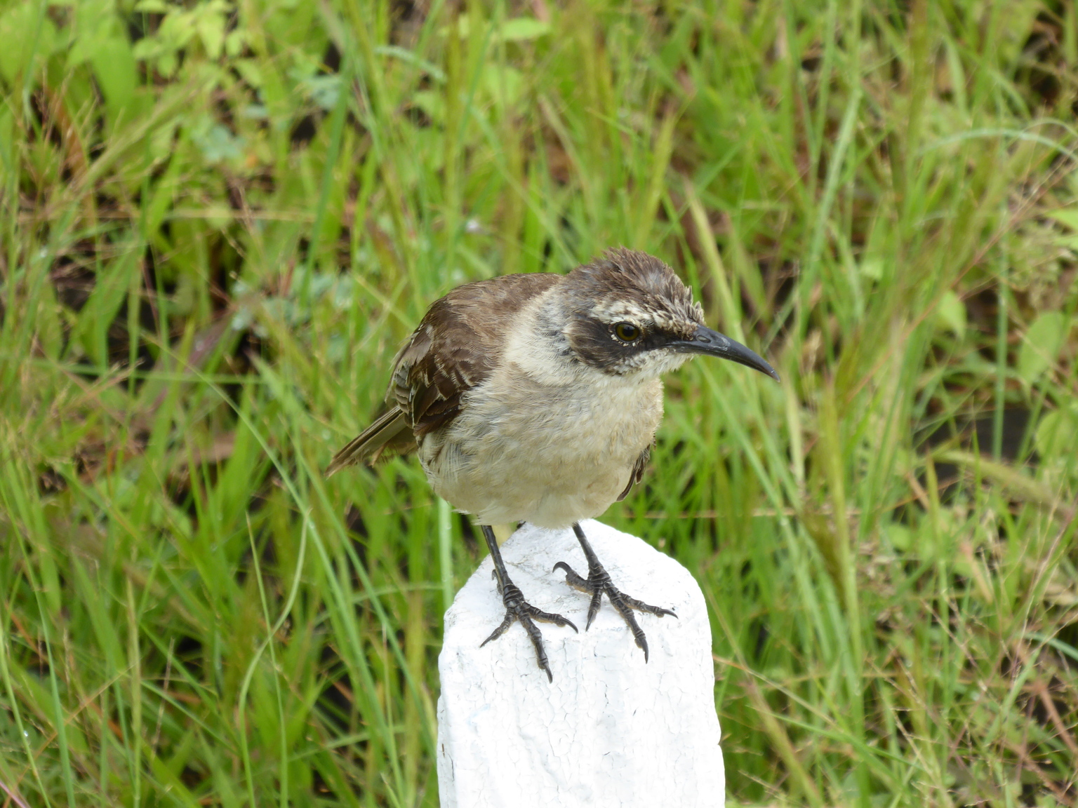 Galapagos Mockingbird.