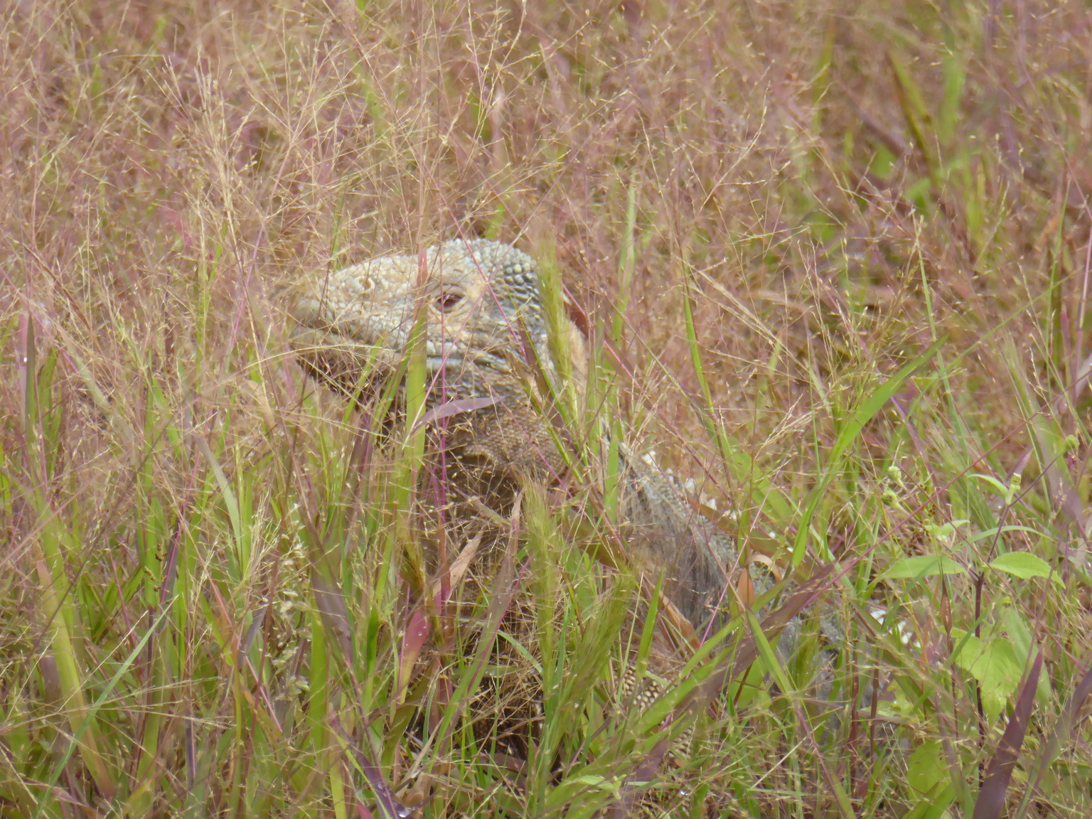 A rare species of land iguana.