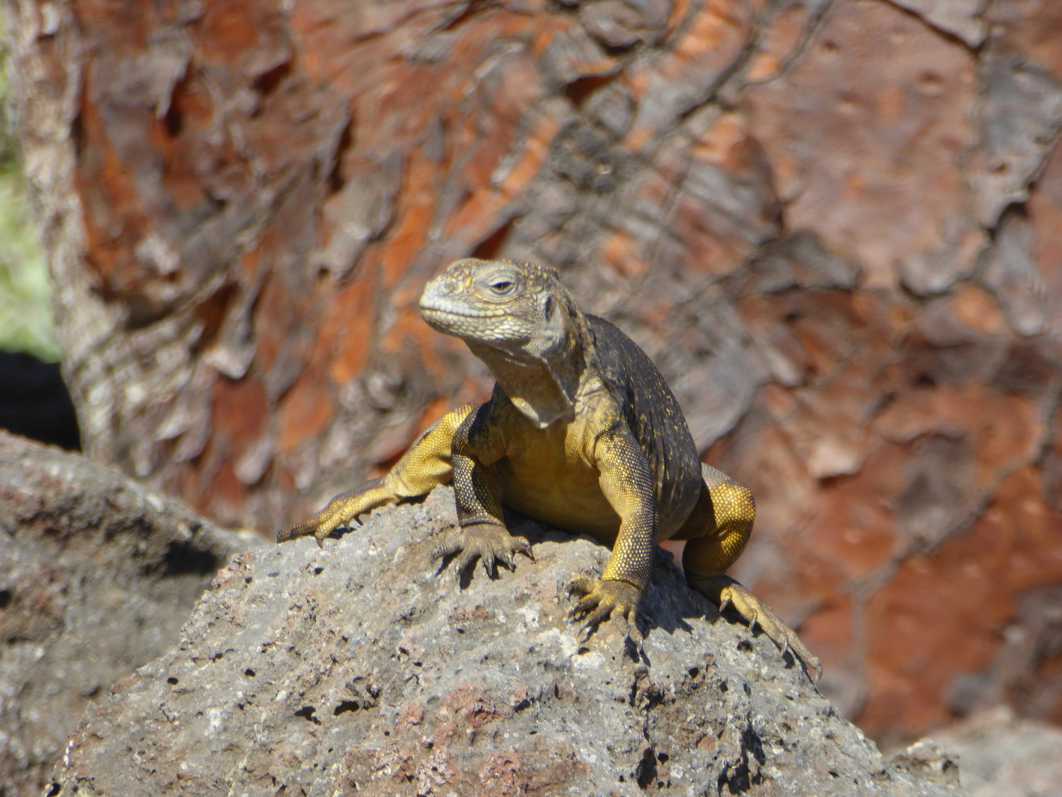 Hybrid land / marine iguana. The two species interbreed, but the hybrids are infertile.
