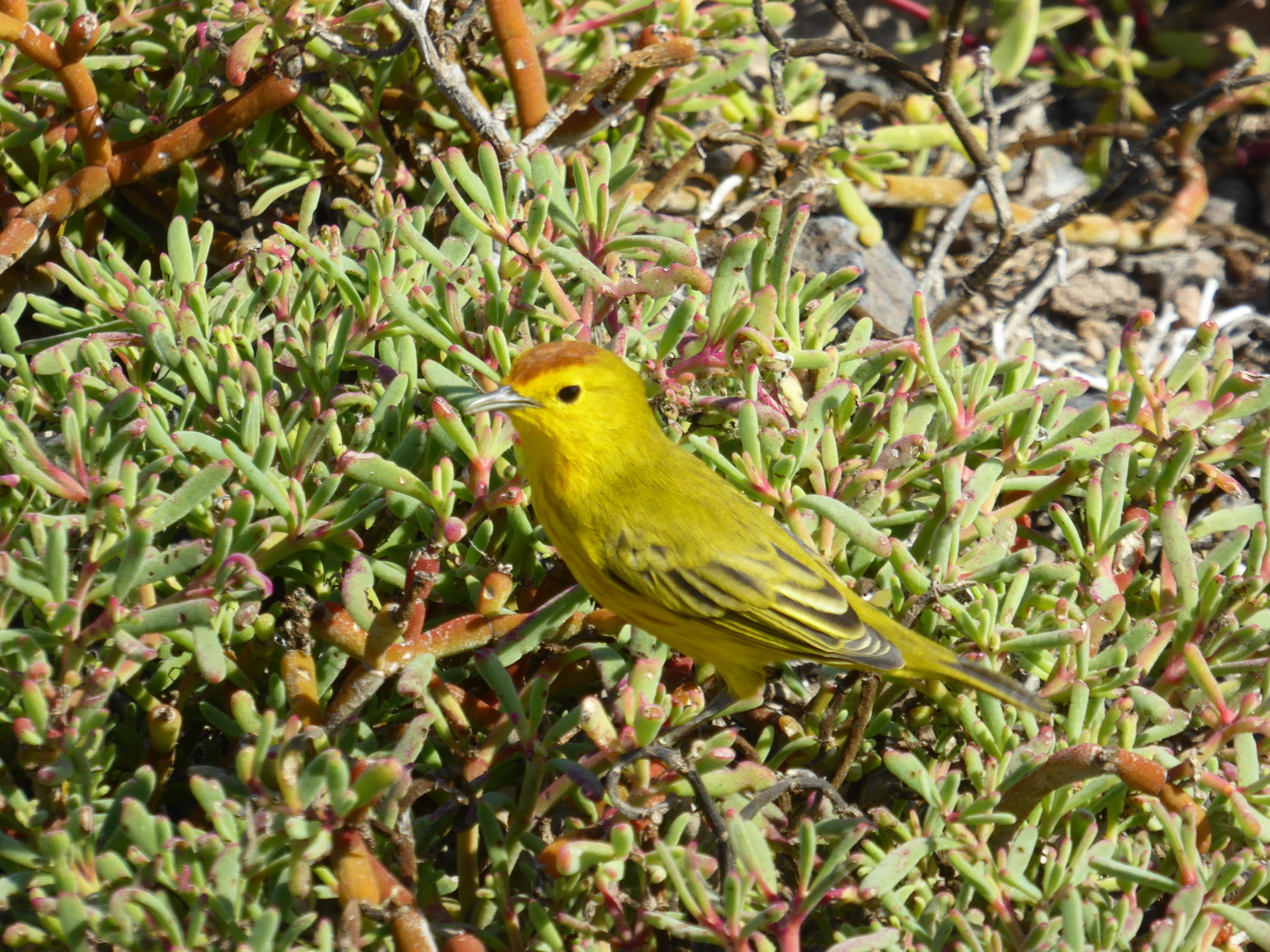 Yellow Flycatcher.