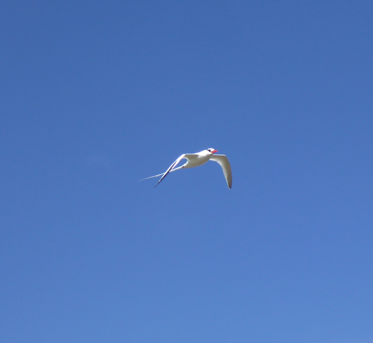Tropicbird.