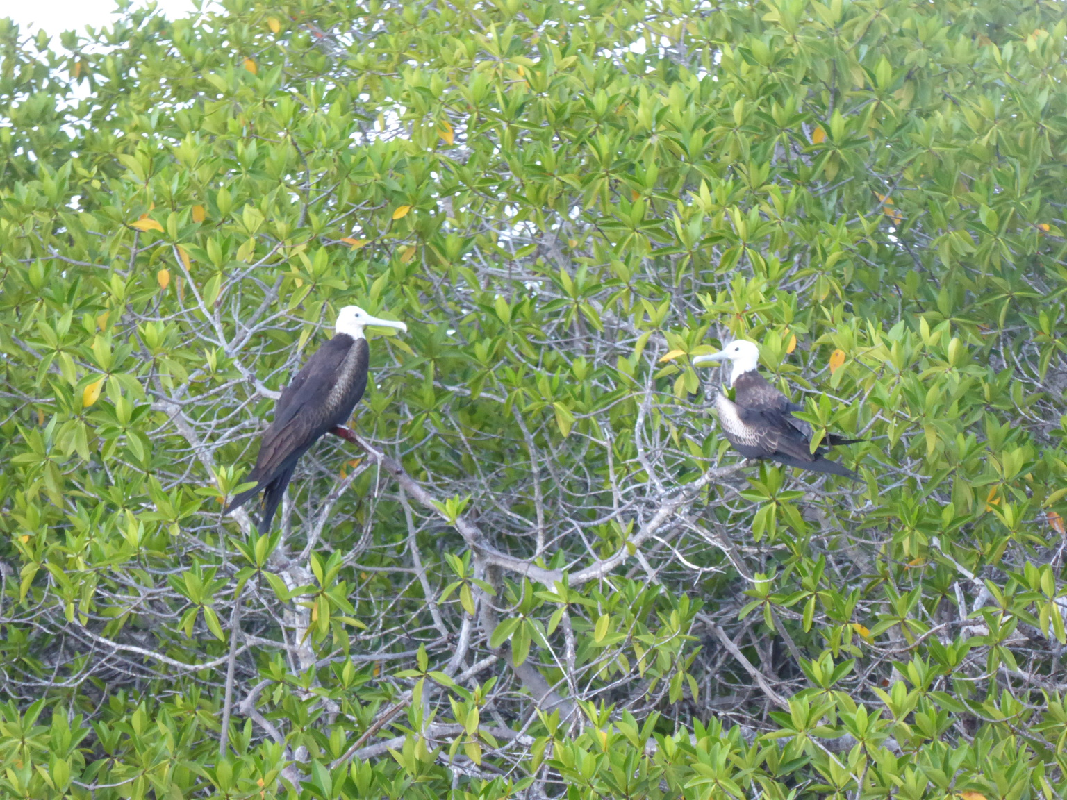 Perched frigate birds.