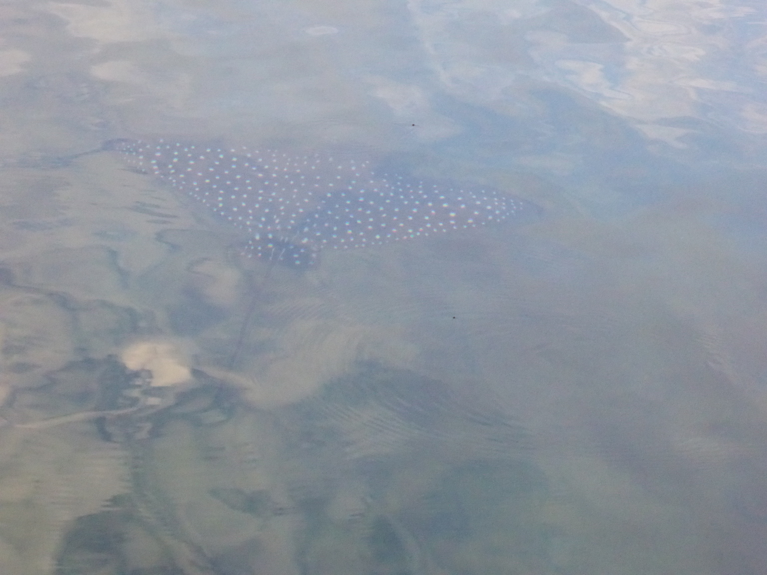 Spotted Eagle Ray.