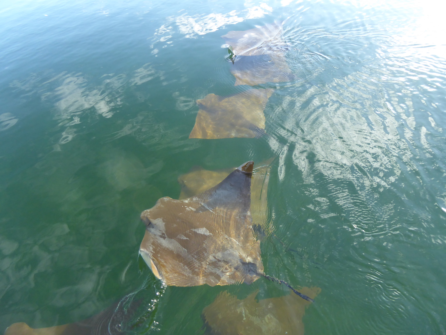 Golden Cownose Rays.