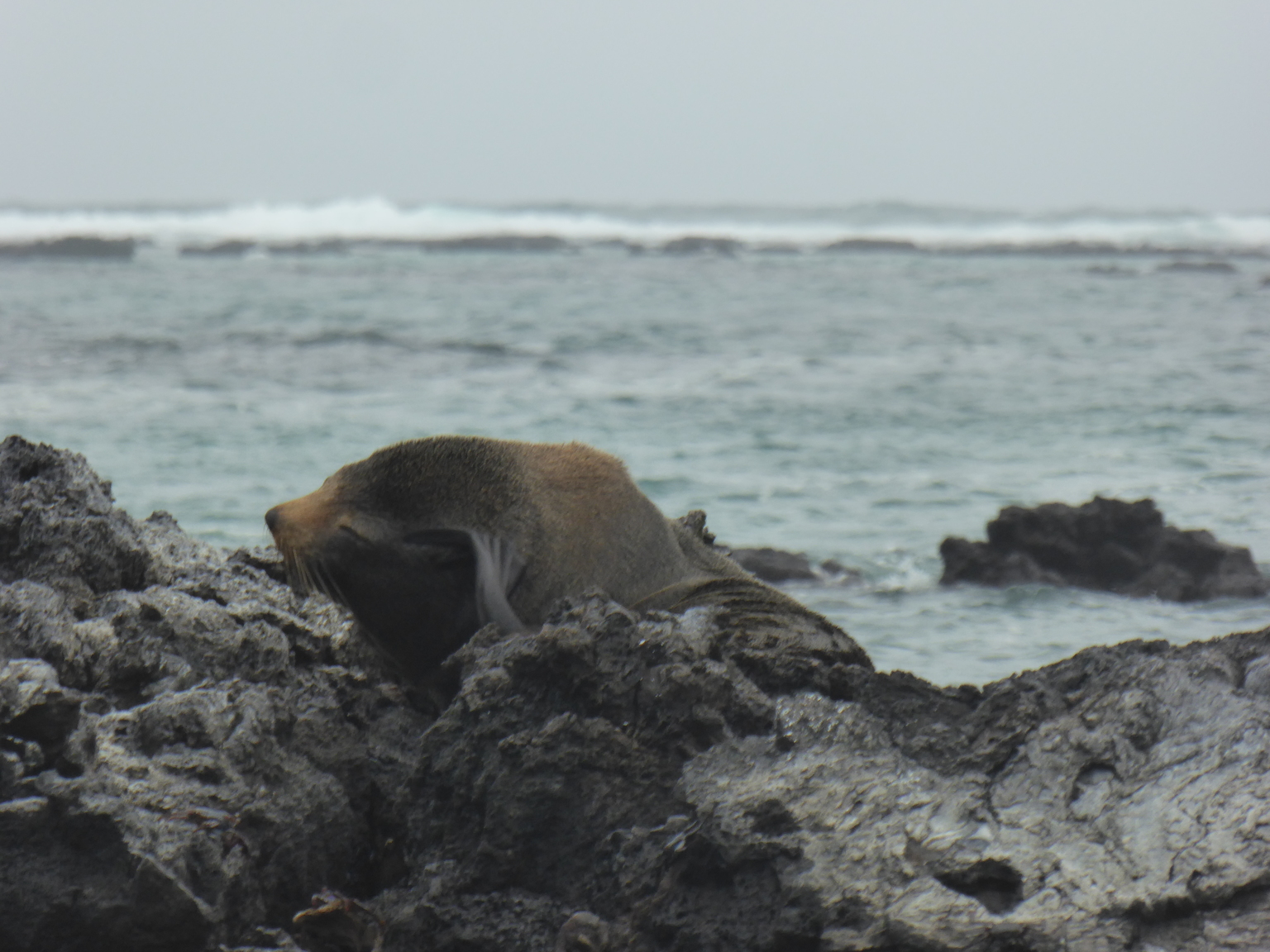 I *think* this is a fur seal, rather than a sea lion. It's a bit hard to tell them apart, but the seals are bigger and have a more stubby nose.