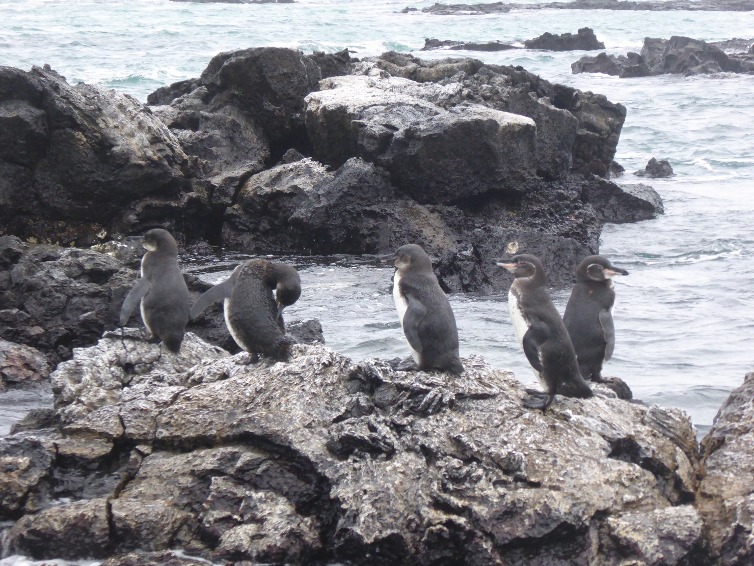 Galapagos Penguins.