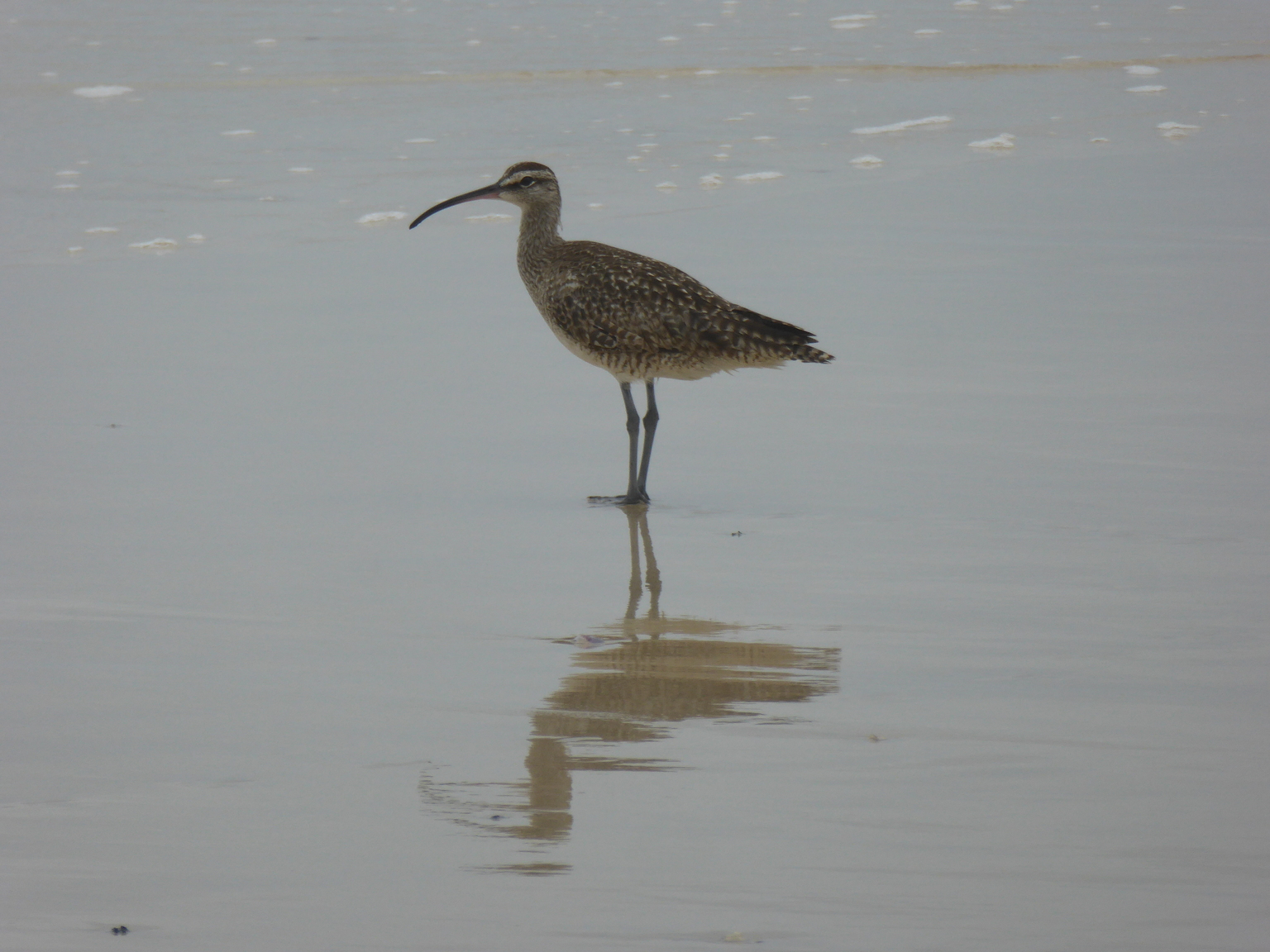 Whimbrel.