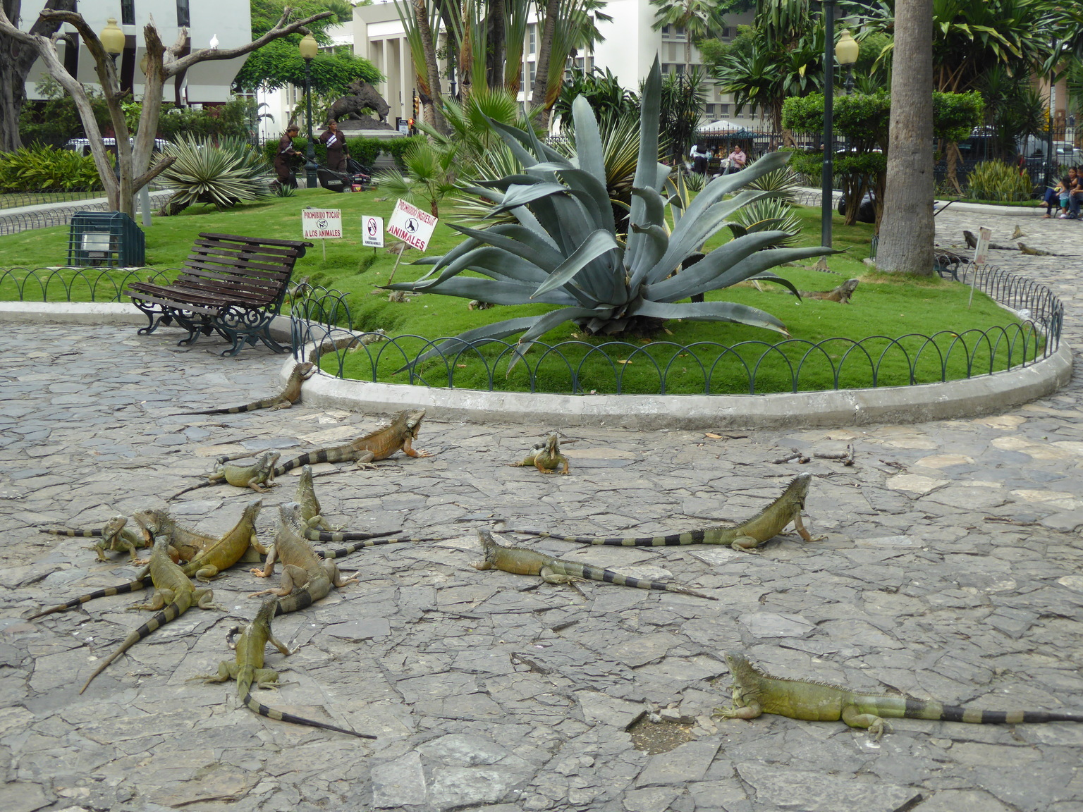 So many Iguanas!