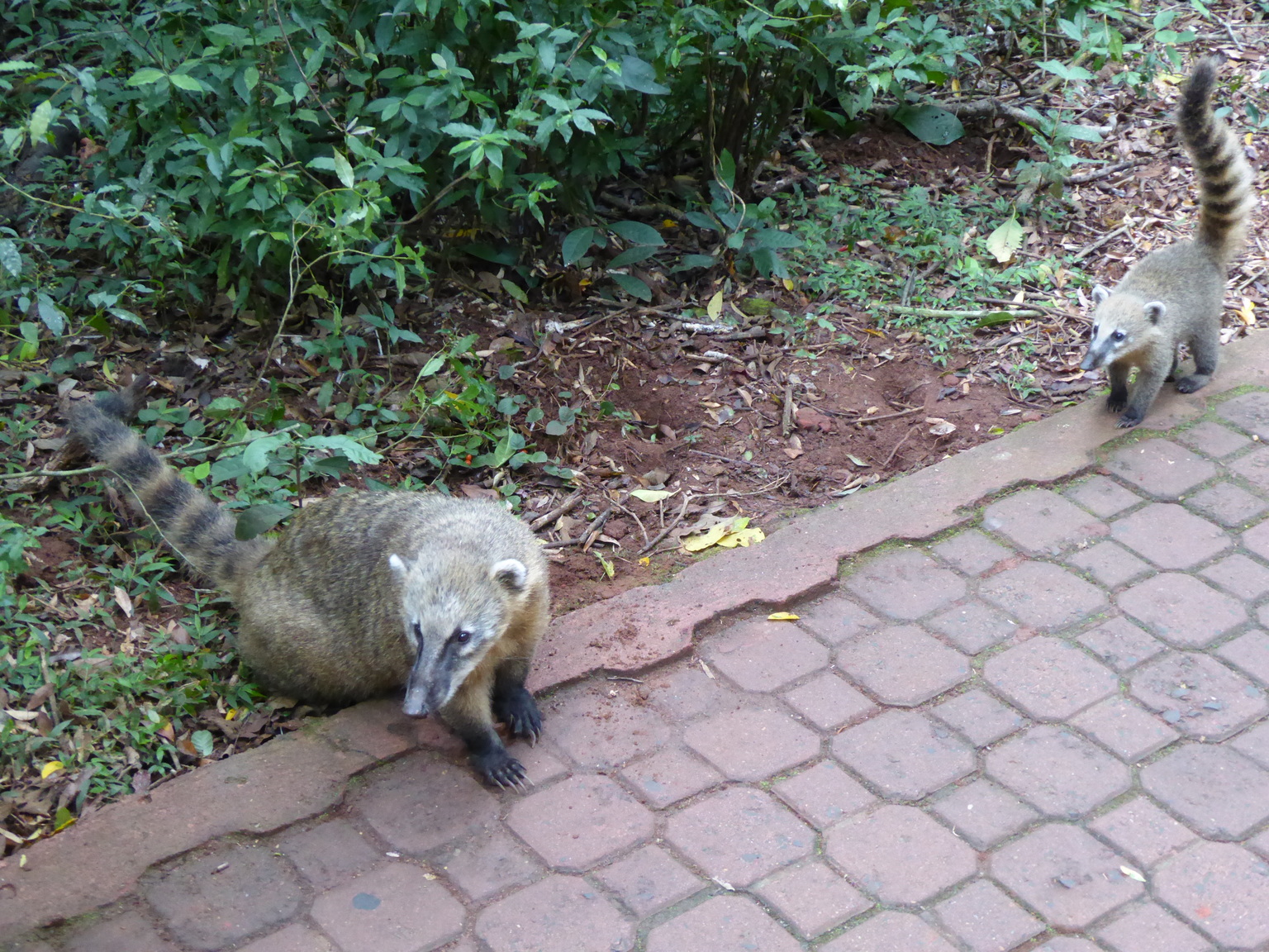 Coatis!
