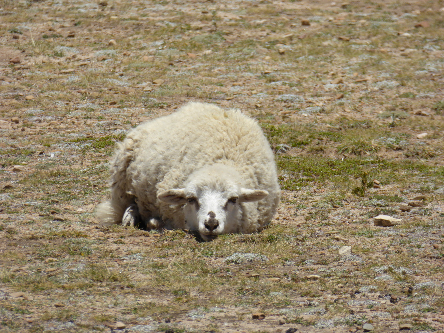 Sad sheep is sad :(