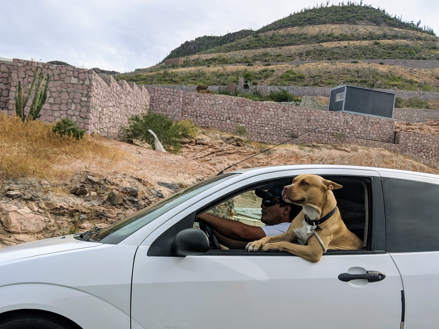 This dog is so awesome.