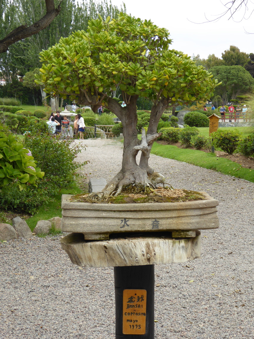In the Japanese garden, Garden Jardín del Corazón (Garden of the Heart).