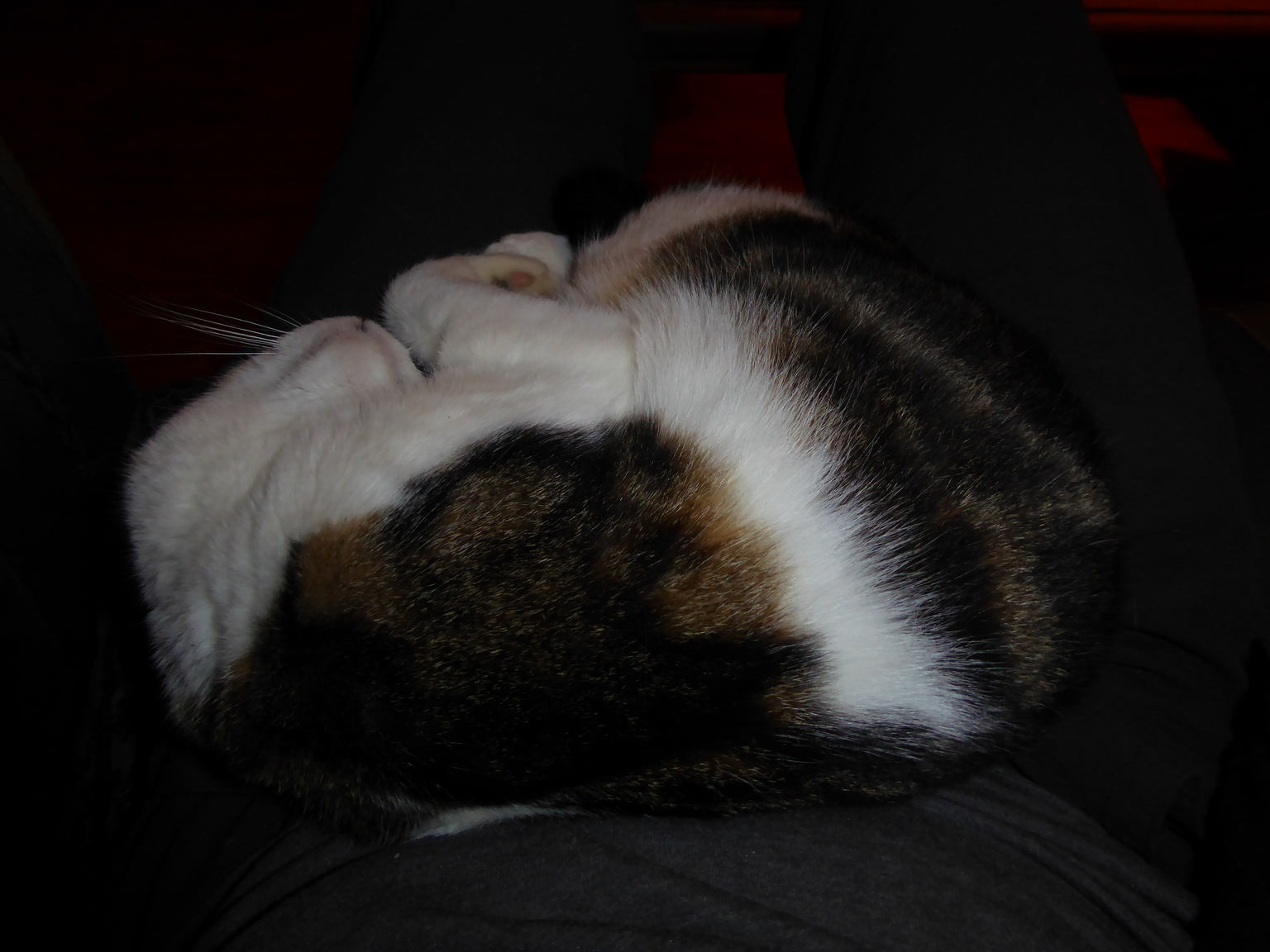 Hostel cat sleeping on my lap.