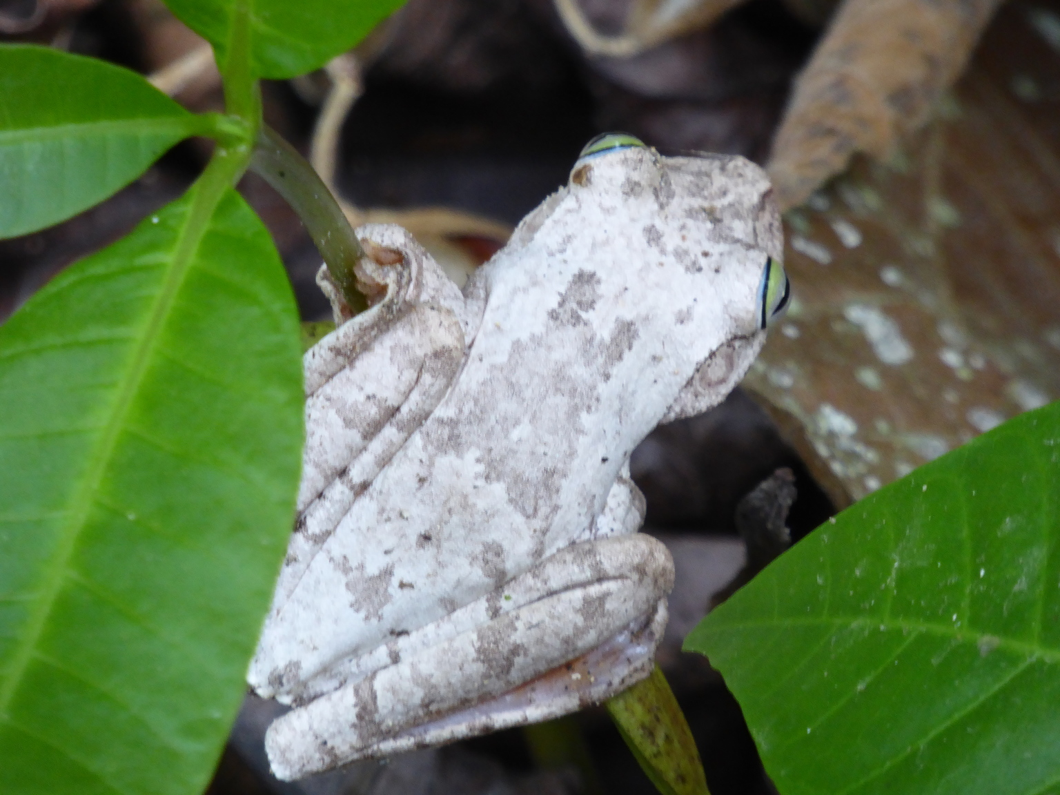 This tree frog is the color of tree bark with a certain fungus growing on it. Now that's specialization!