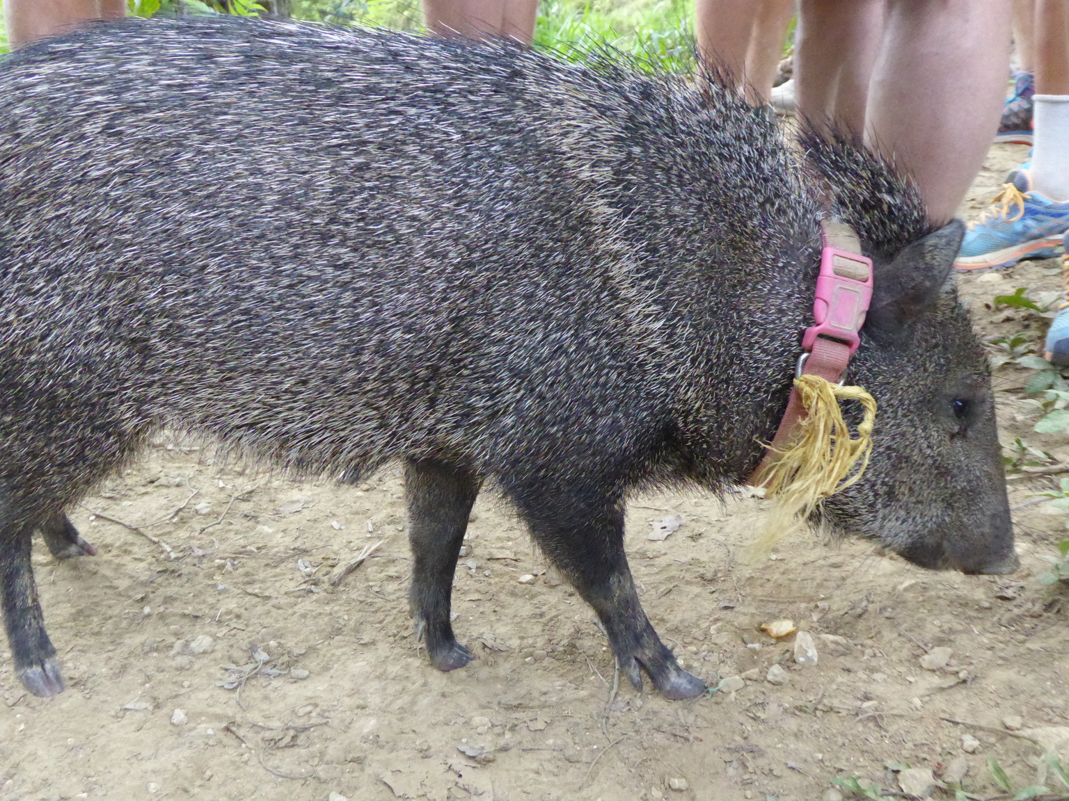 This is a (not so) wild pig that some locals keep as a pet. So cute!