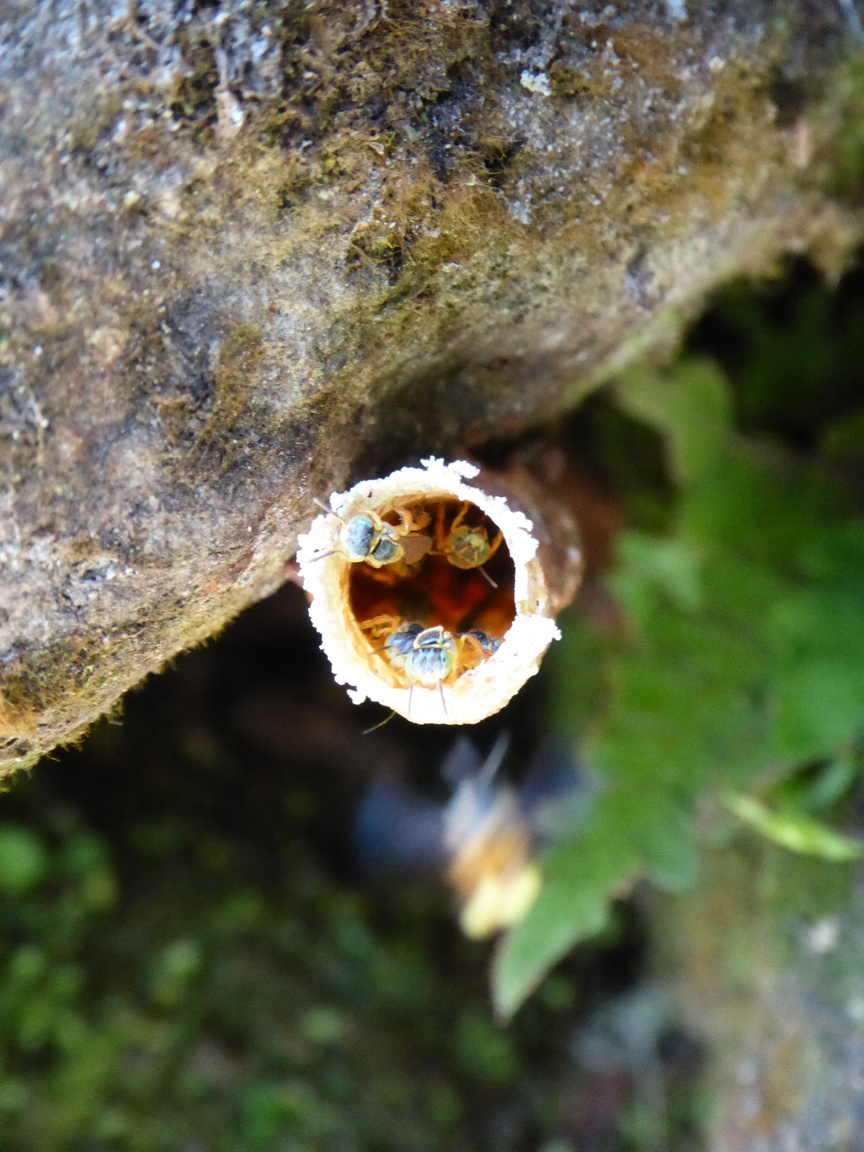 Weird, tiny bees. Sadly the end of the tube is over exposed, but that's a wax tube they built, which connects to the hive. If I understood correctly, the natives harvest their honey to flush their eyes out? Weird.