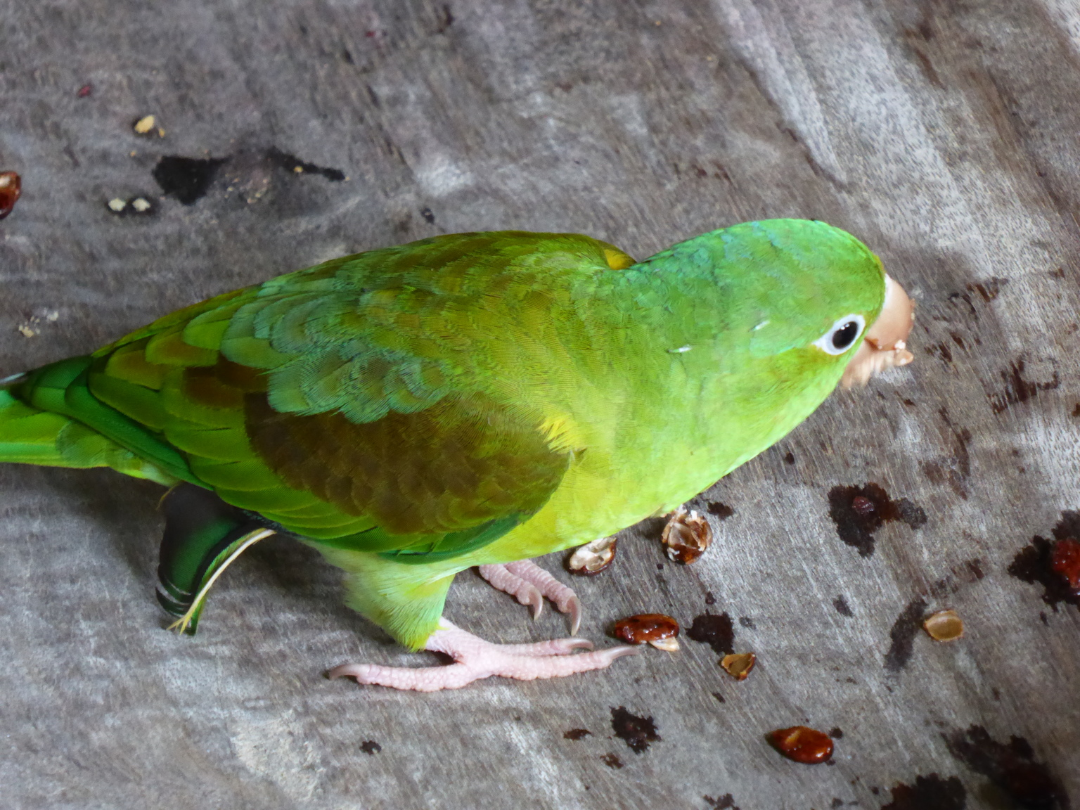 This little parakeet came to eat our watermelon seeds while we were taking a break on the way back.