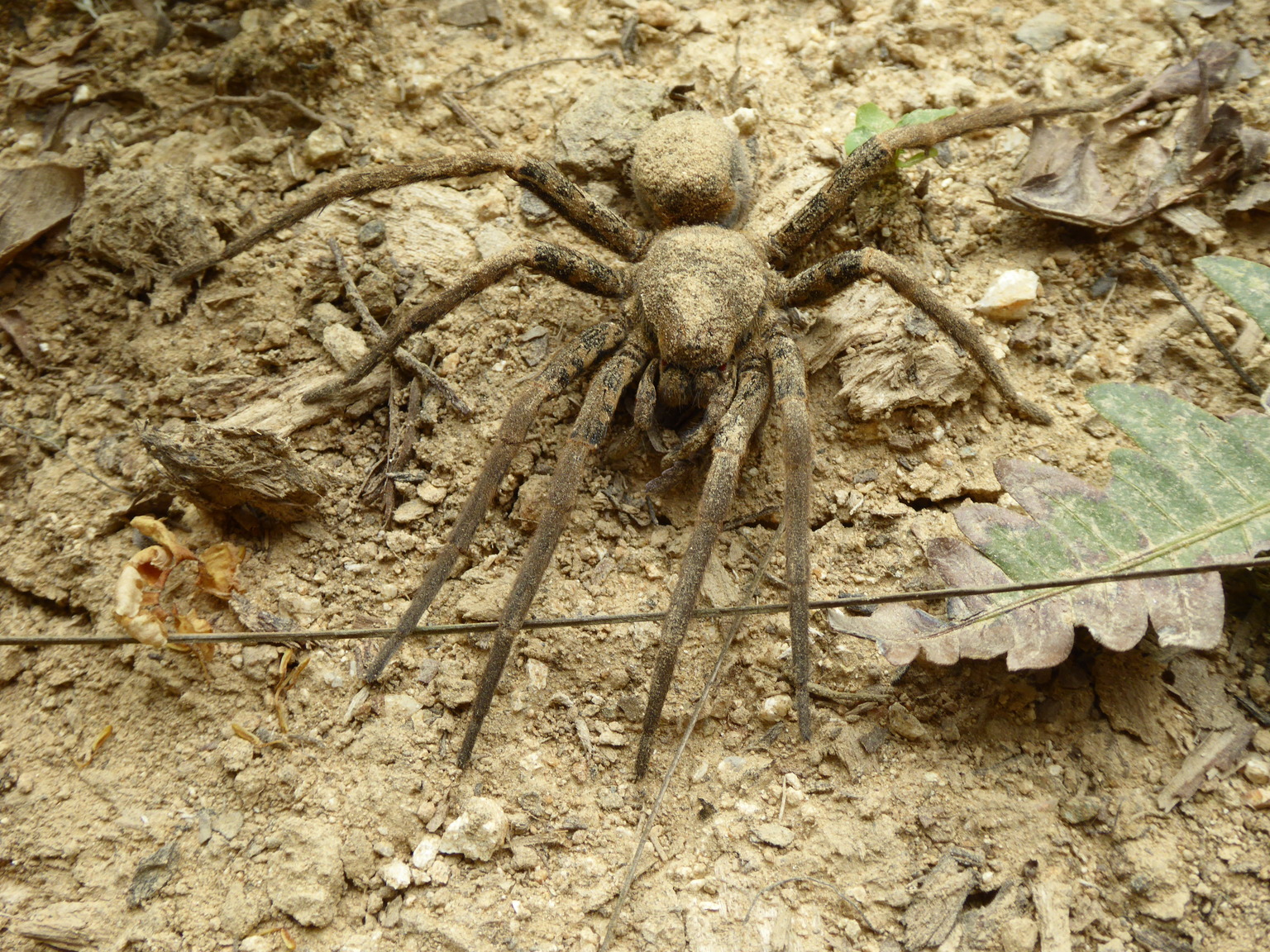 This spider is still alive, but paralyzed by a parasitic wasp that laid it's eggs in the spider's body. Gross!