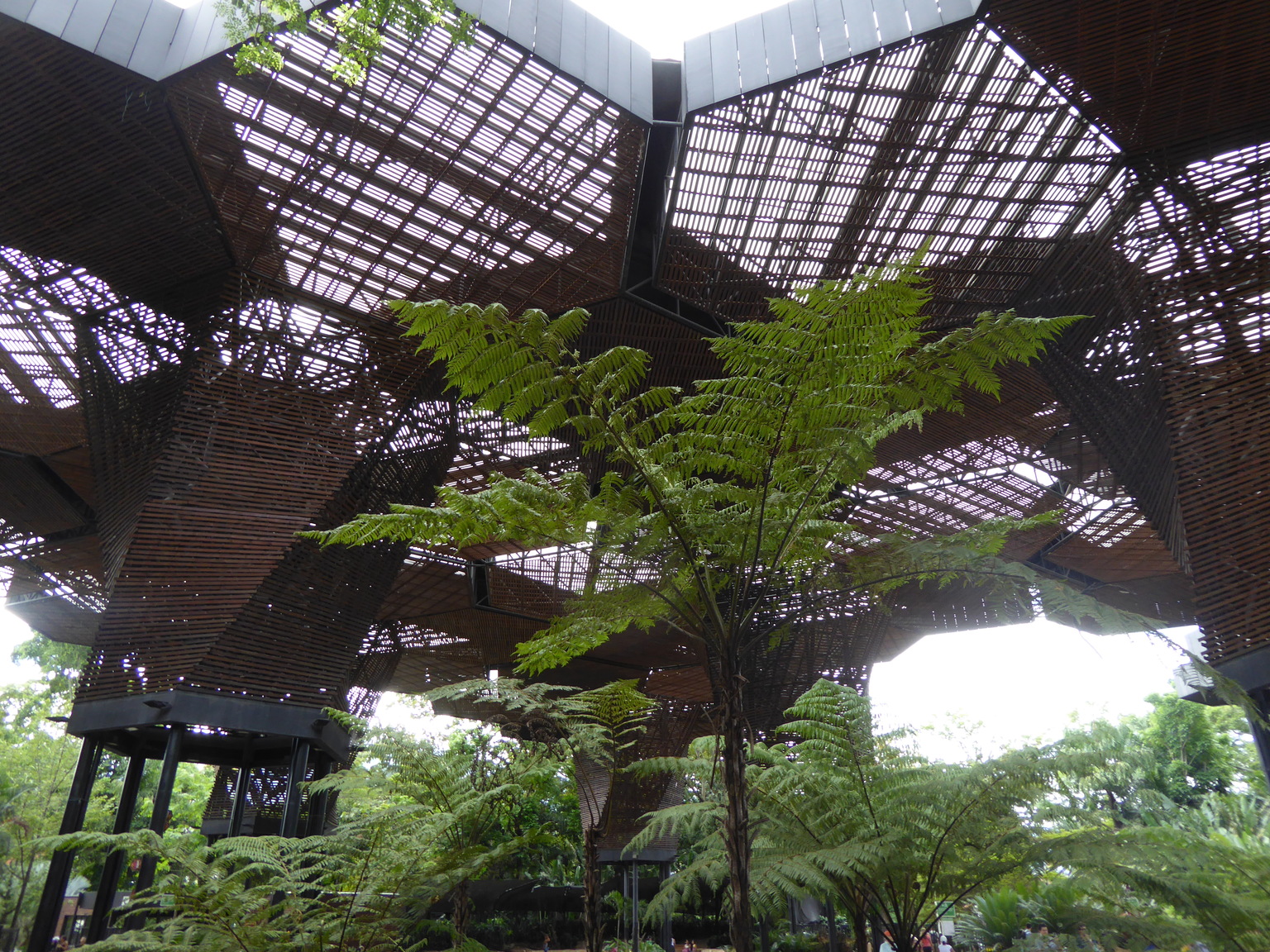 This is in the Medelliín botanical gardens.