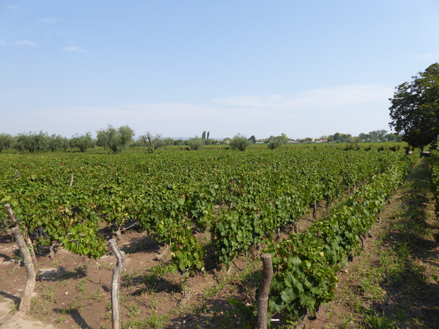 Mendoza