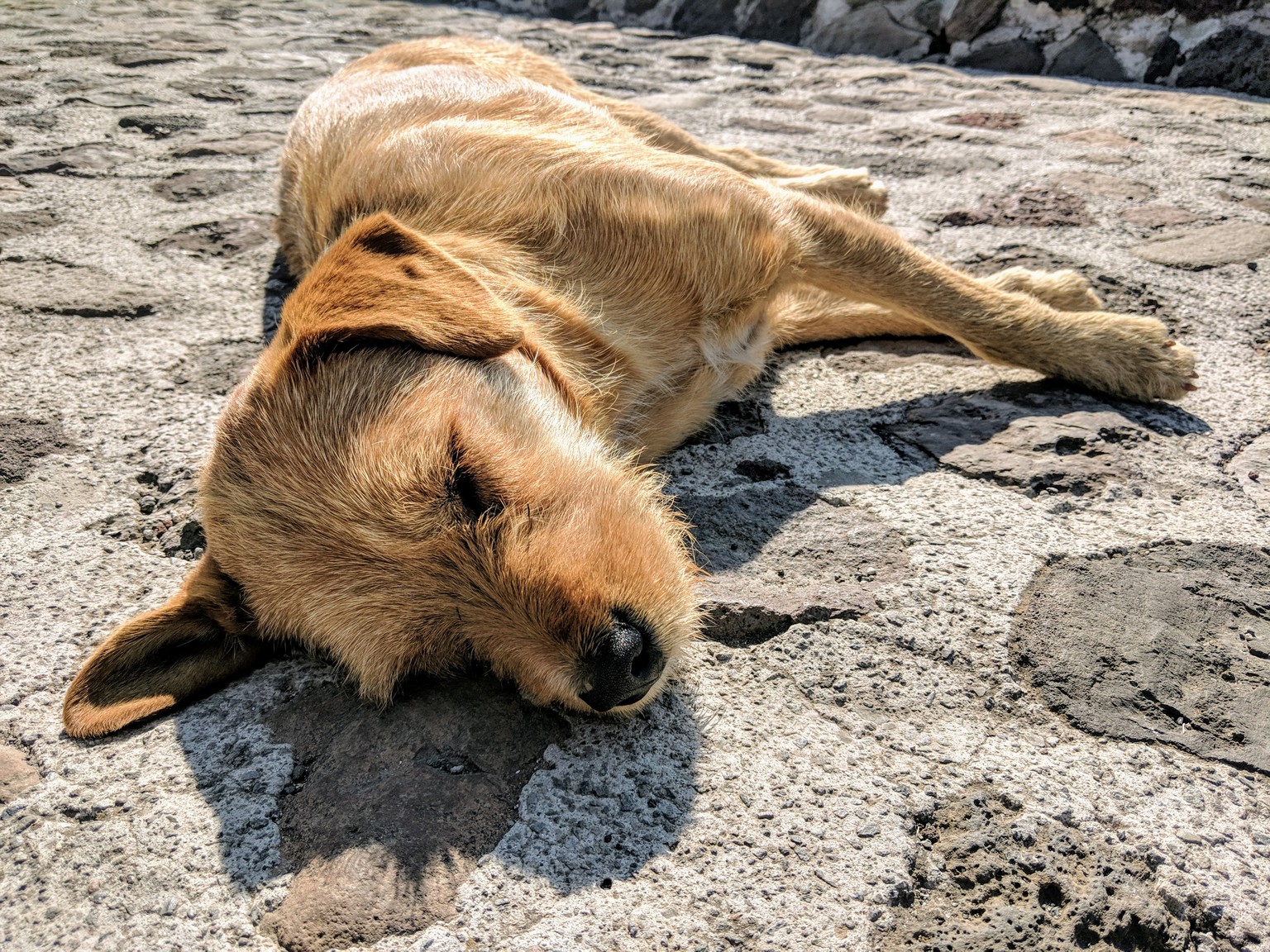 According to our guide, this dog hangs out up on top of the Pyramid of the Sun all the time, so cute!