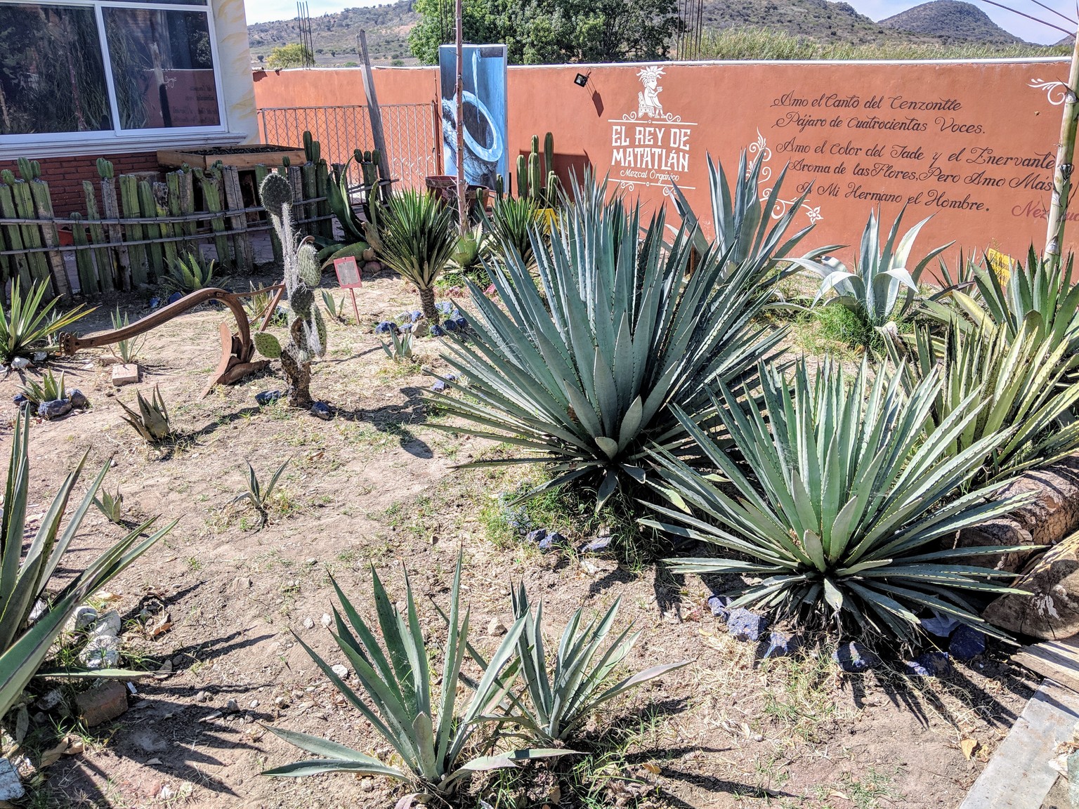 Different types of agave that can be used to make mezcal.