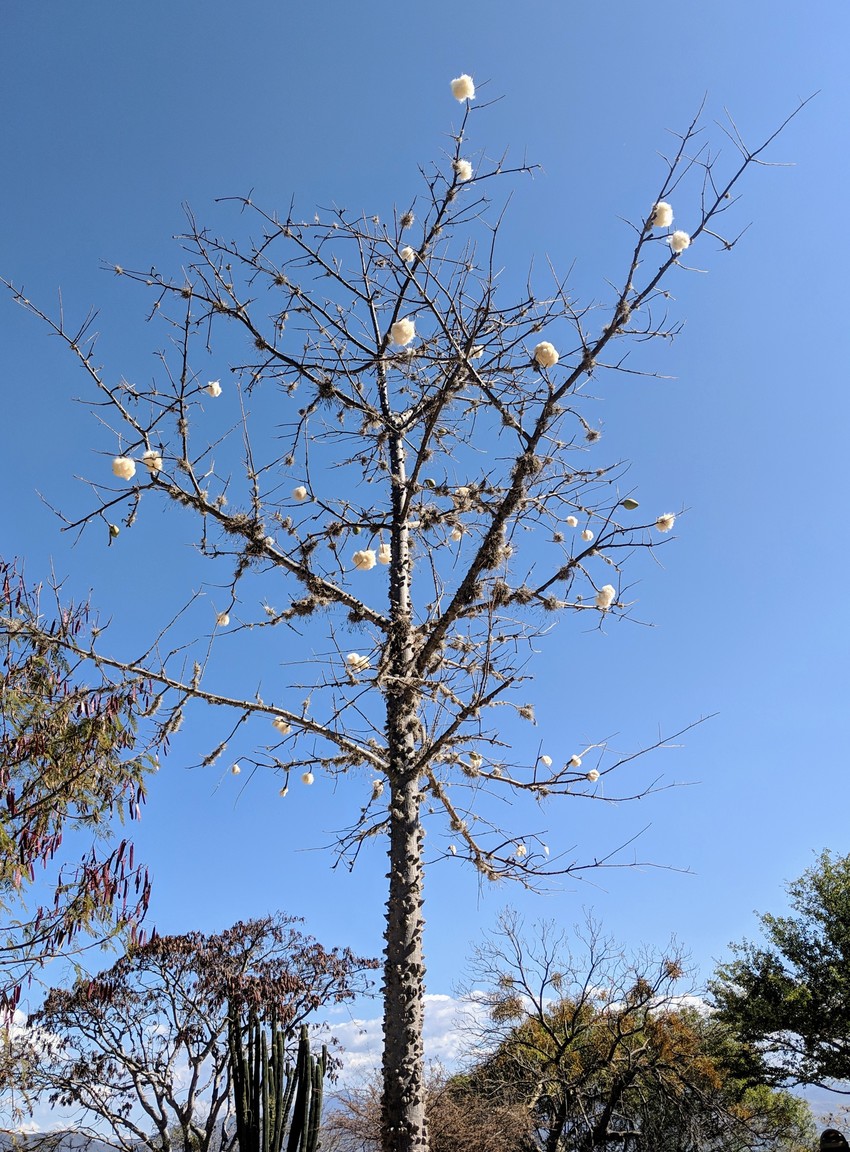 A Kapok tree, it produces fibers similar to cotton. It's covered in thorns though, so good luck to whoever wants to try and harvest it!