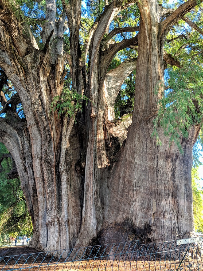 El Árbol del Tule, the widest tree in the world! Zapotec legend is that it was planted 1,400 years ago by a Zapotec priest.
