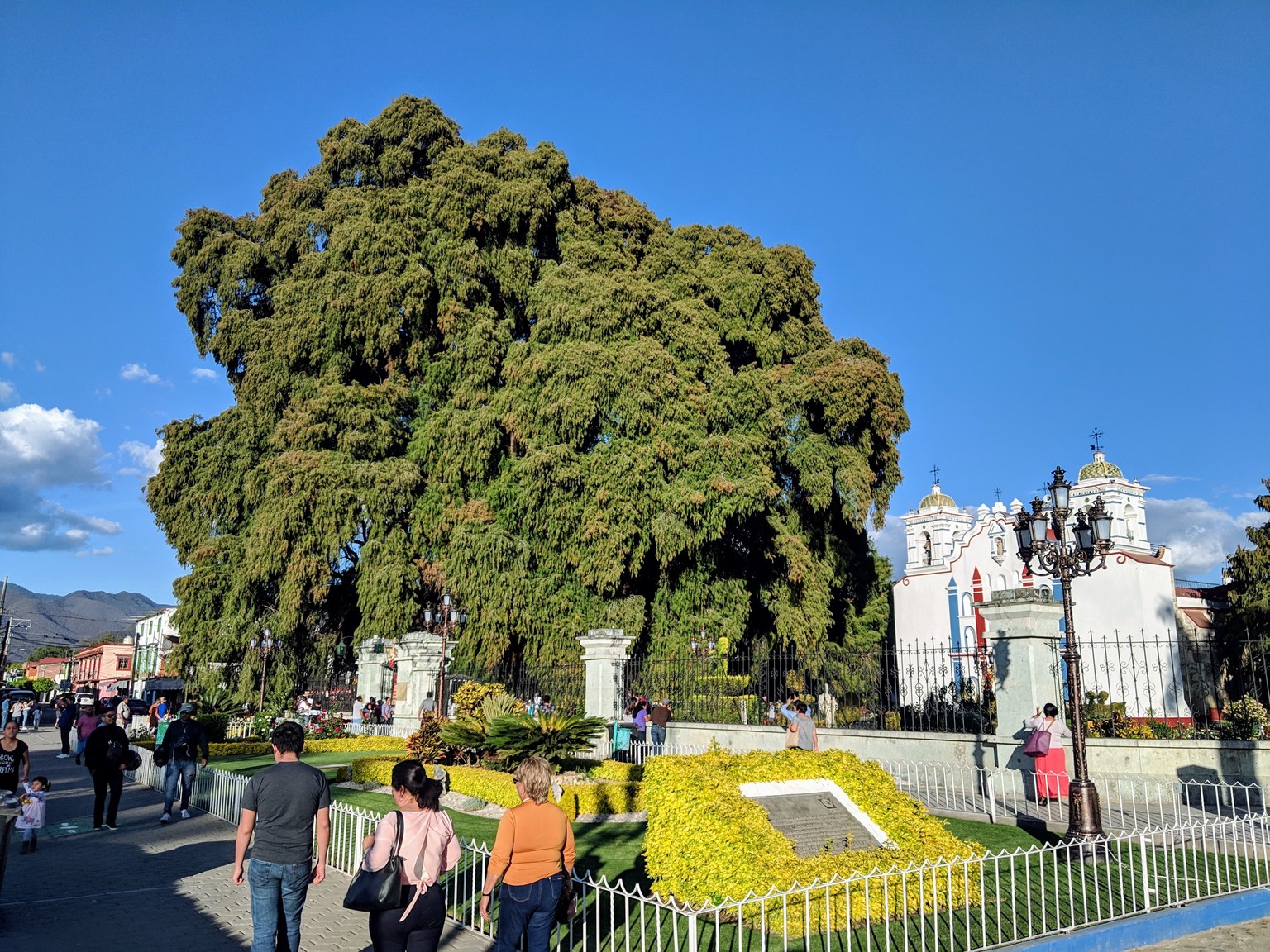 El Árbol del Tule overshadows the little church that was built next to it.