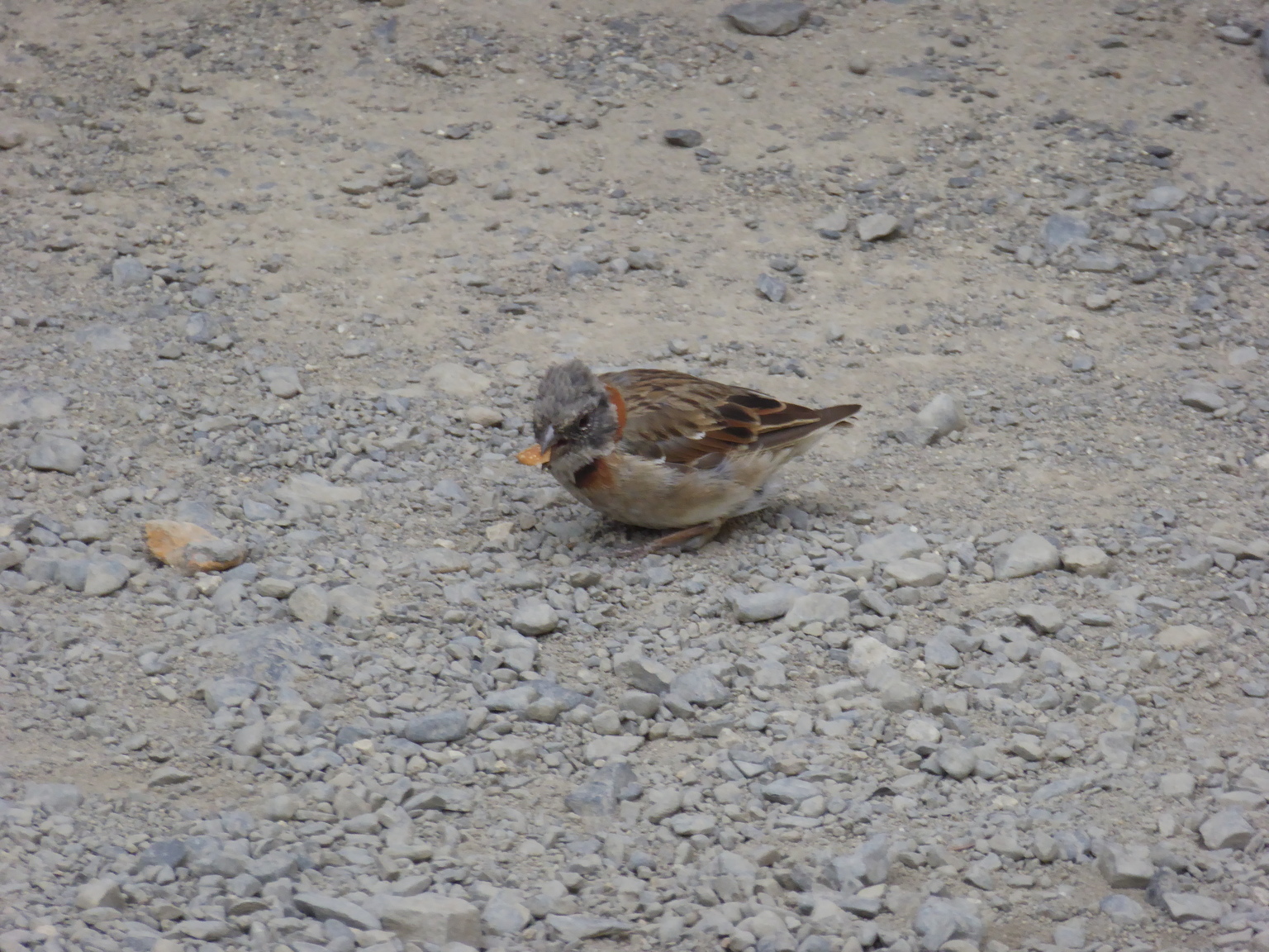Rufus colored sparrow.