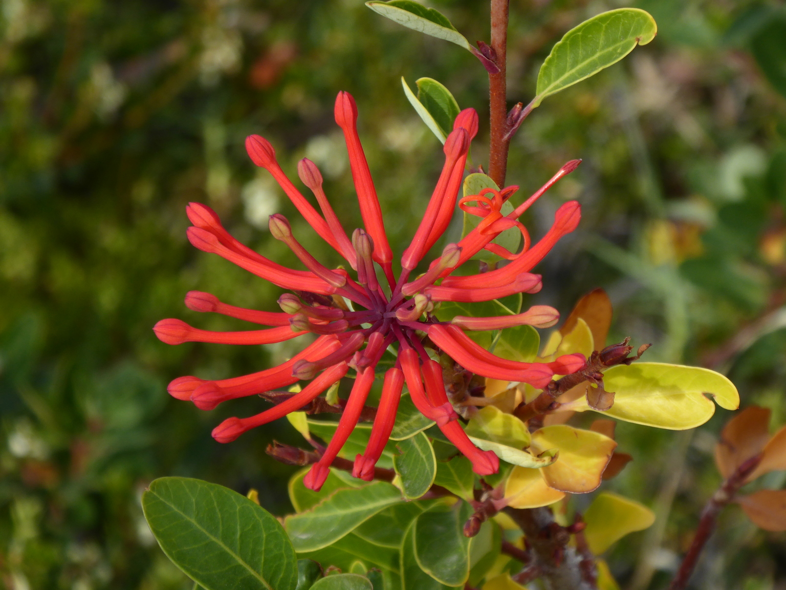 Firebush or Ciruelillo flower.