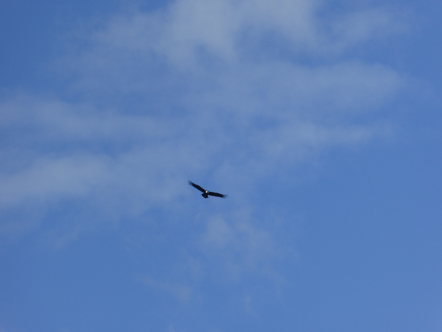 Andean Condor!