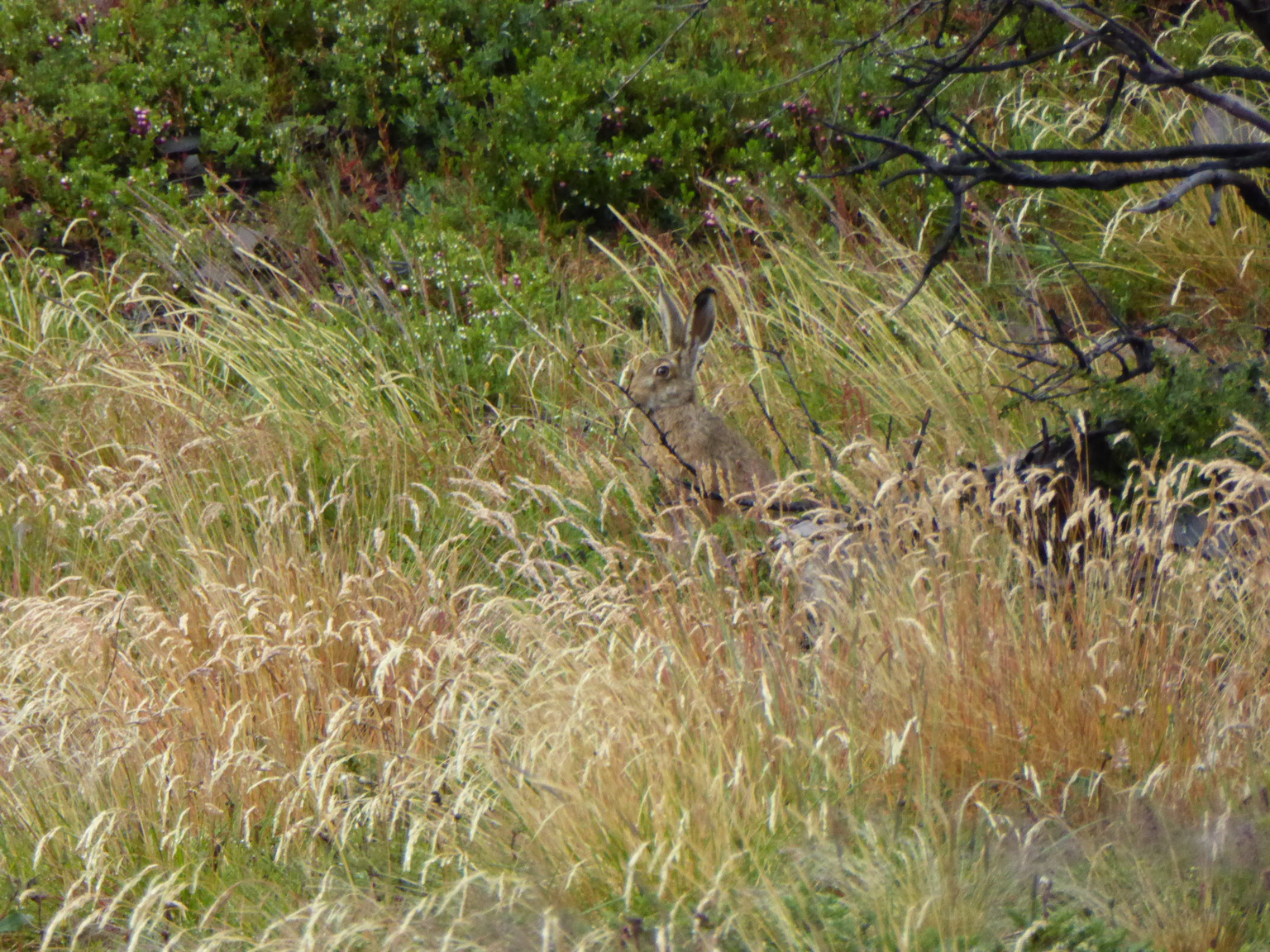 Sneaky hare hiding in the grass.