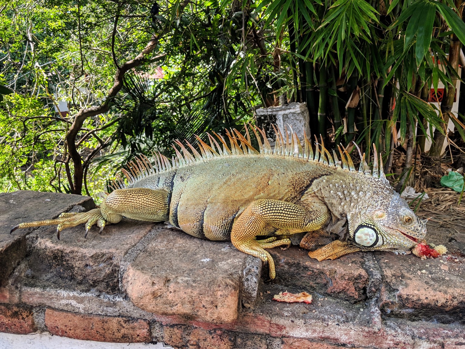 Big male iguana
