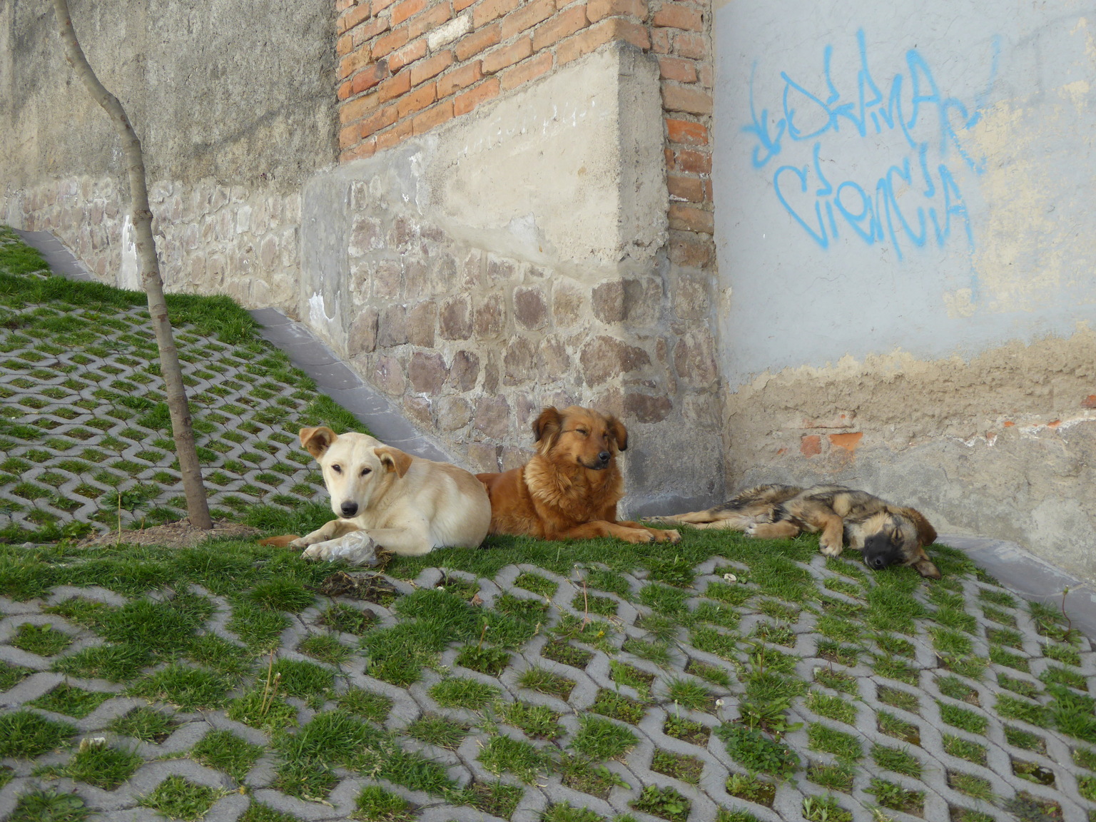 Lazy street dogs chillin.