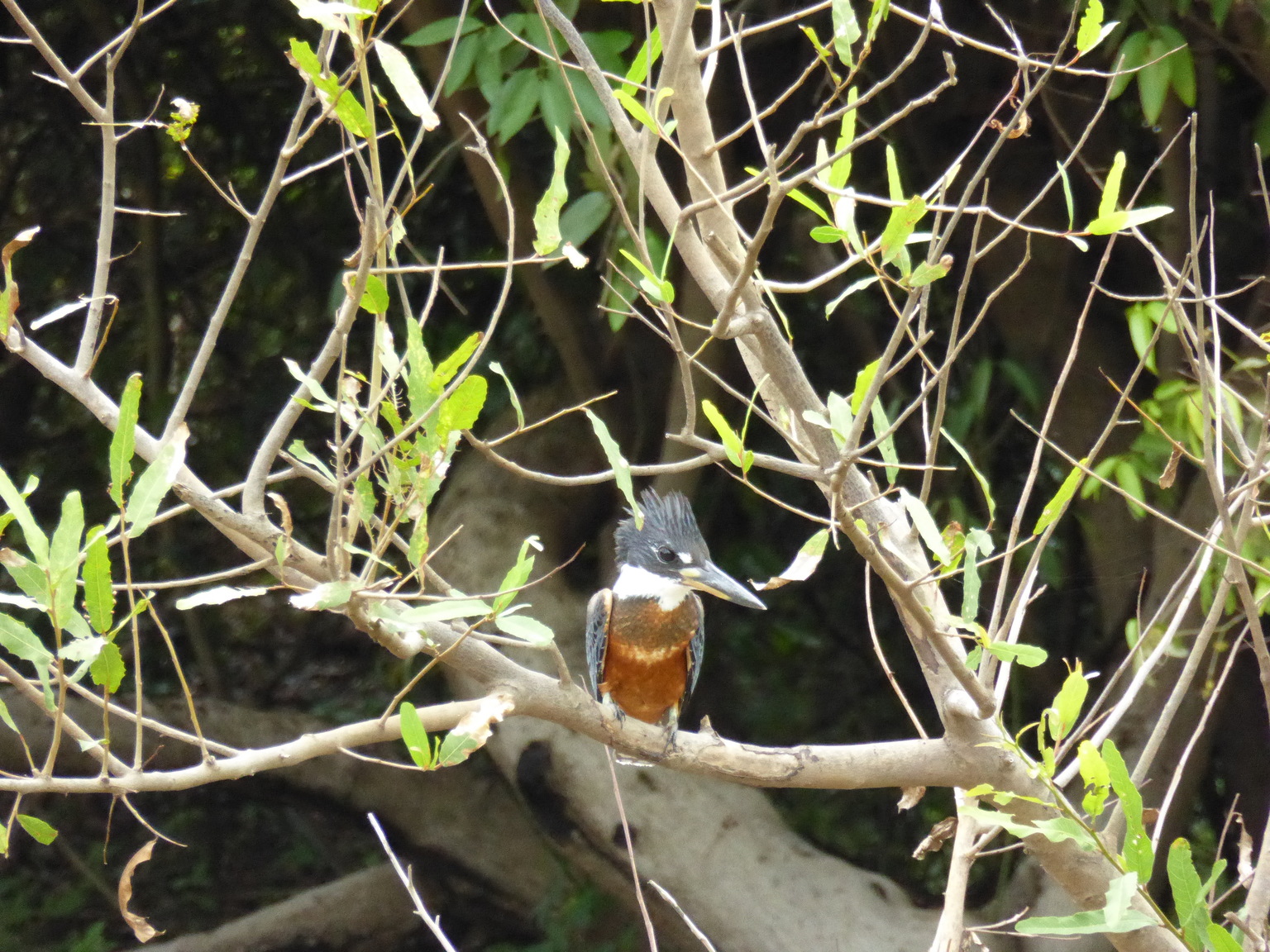I believe this is a type of king fisher.