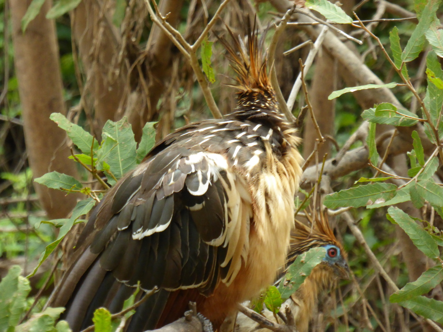 These are hoatzin, also known as stinkbirds. It is the only bird to use fermentation to digest its food, similar to a cow, hence the nickname. Special thanks to my brother the bird nerd for this information!